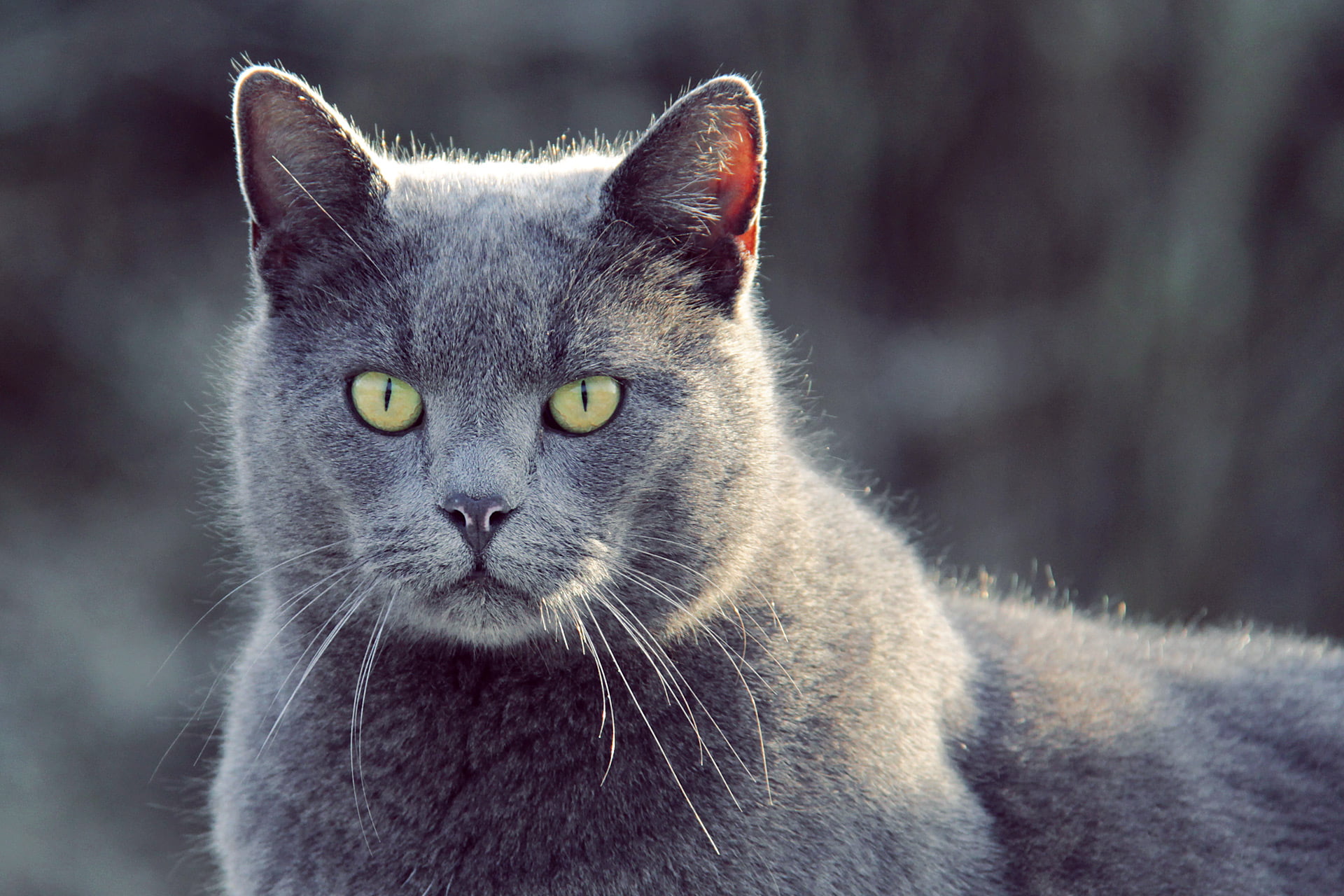 looking, gray, skåne, closeup, closeup photography, mammal, photography, domestic Cat, cute, frost, fur, animal, cat, hässleholm, fur  sweden, 1080P, short, HD Wallpaper