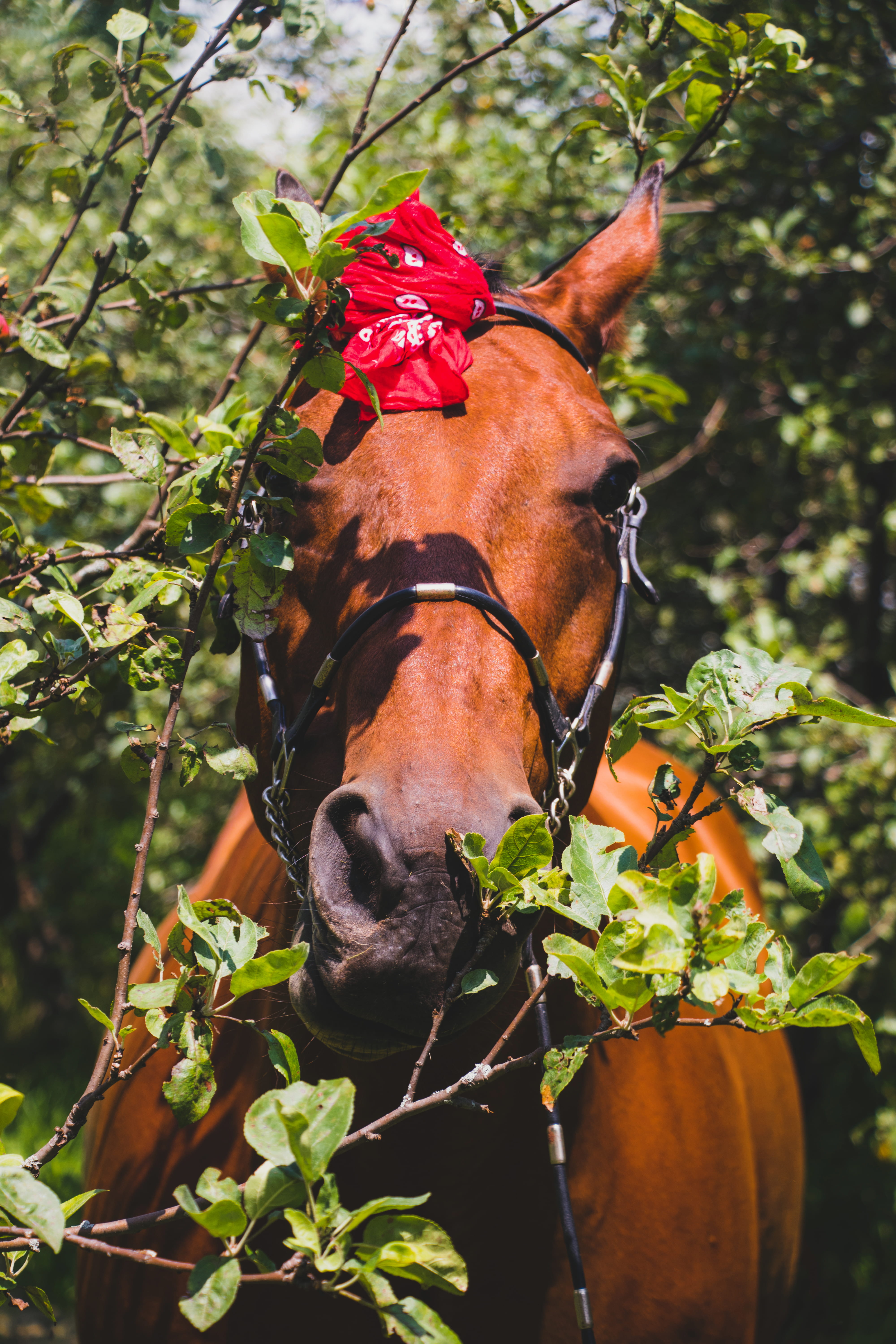 textile, vertebrate, bridle, red, focus on foreground, animal wildlife, pets, head, wildlife, 5K, mammal, pony, outdoors, tree, collar, horse, animal themes, Phone HD Wallpaper
