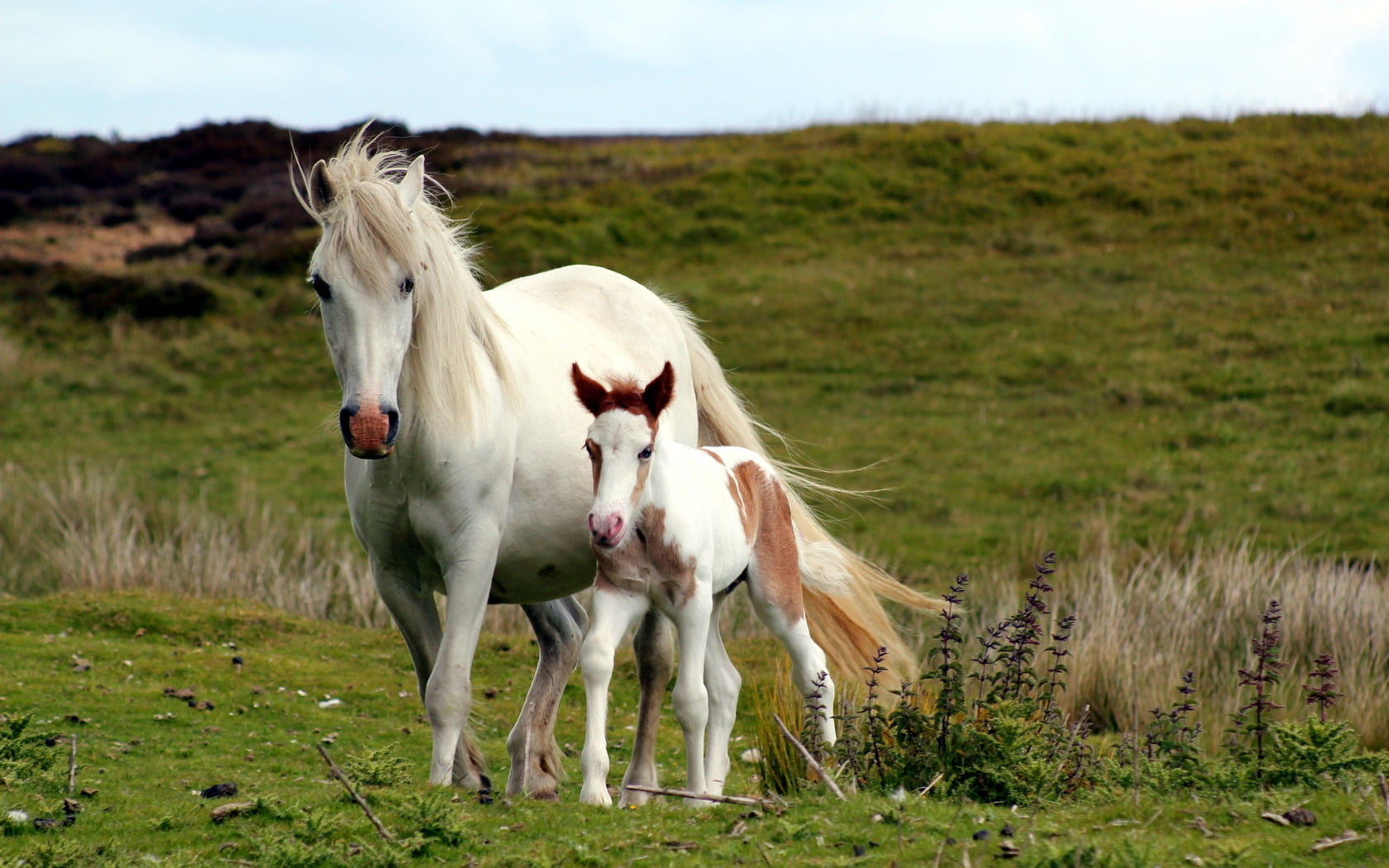 Animals, grass, pets, pony, field, outdoors, livestock, vertebrate, baby, animal family, cute, landscape, day, Horse, 720P, herbivorous, brown, group of animals, HD Wallpaper