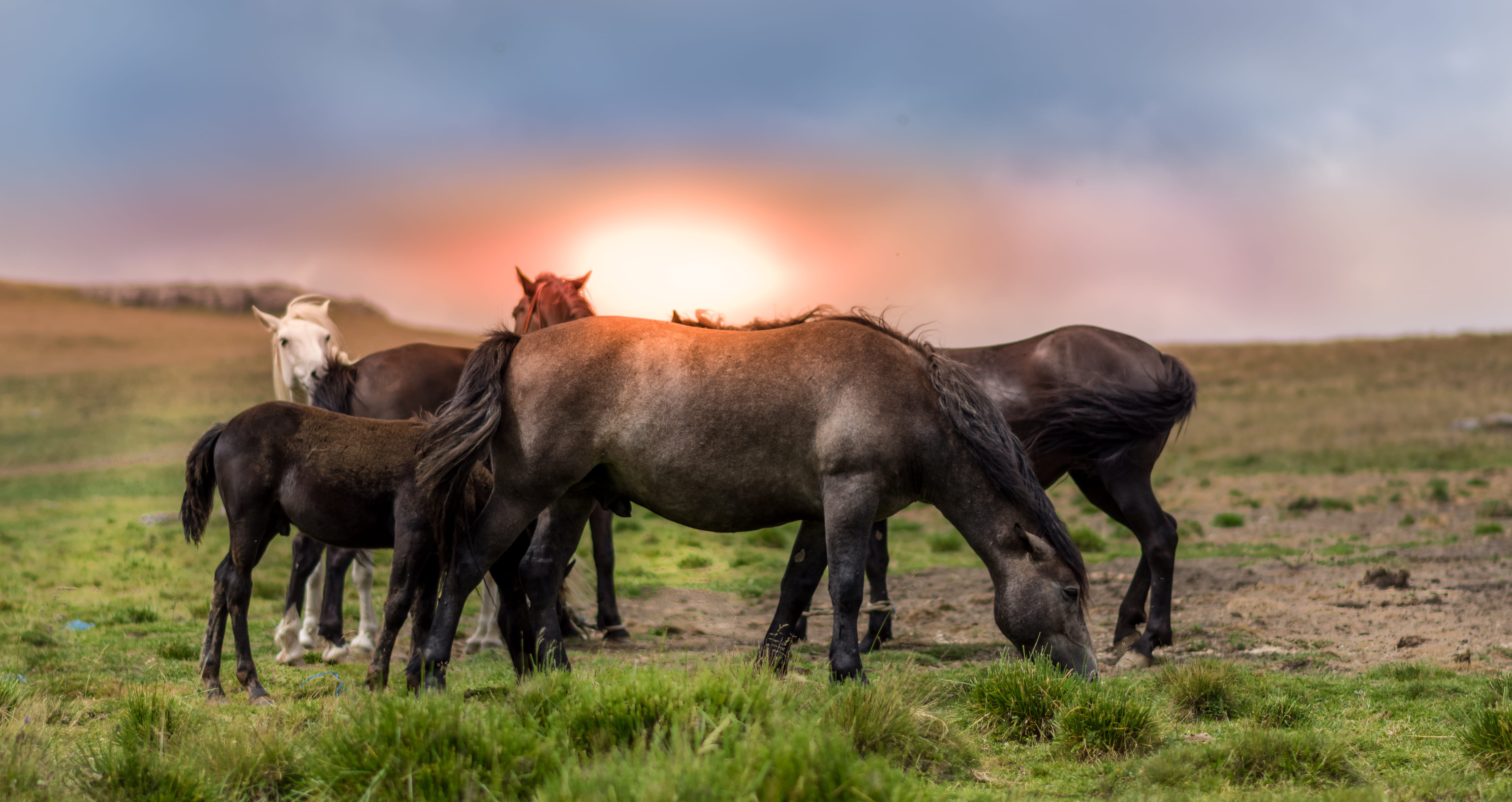 full length, eating grass, black, wild, horses, animal family, group of animals, herd, leg, environment, herbivorous, white, side view, animal themes, mane, HD Wallpaper