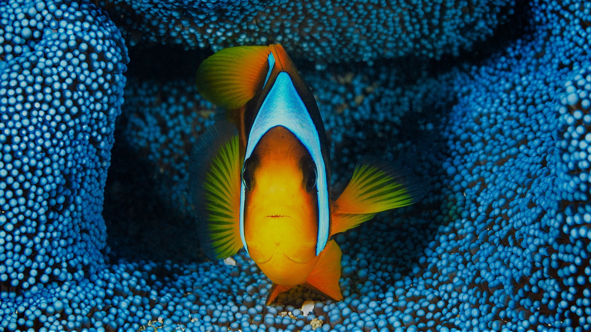 sea, water, swimming, underwater, marine, fish, tropical fish, vertebrate, animal wildlife, blue, nike, animal themes, nature, cleats, pair, one animal, HD Wallpaper