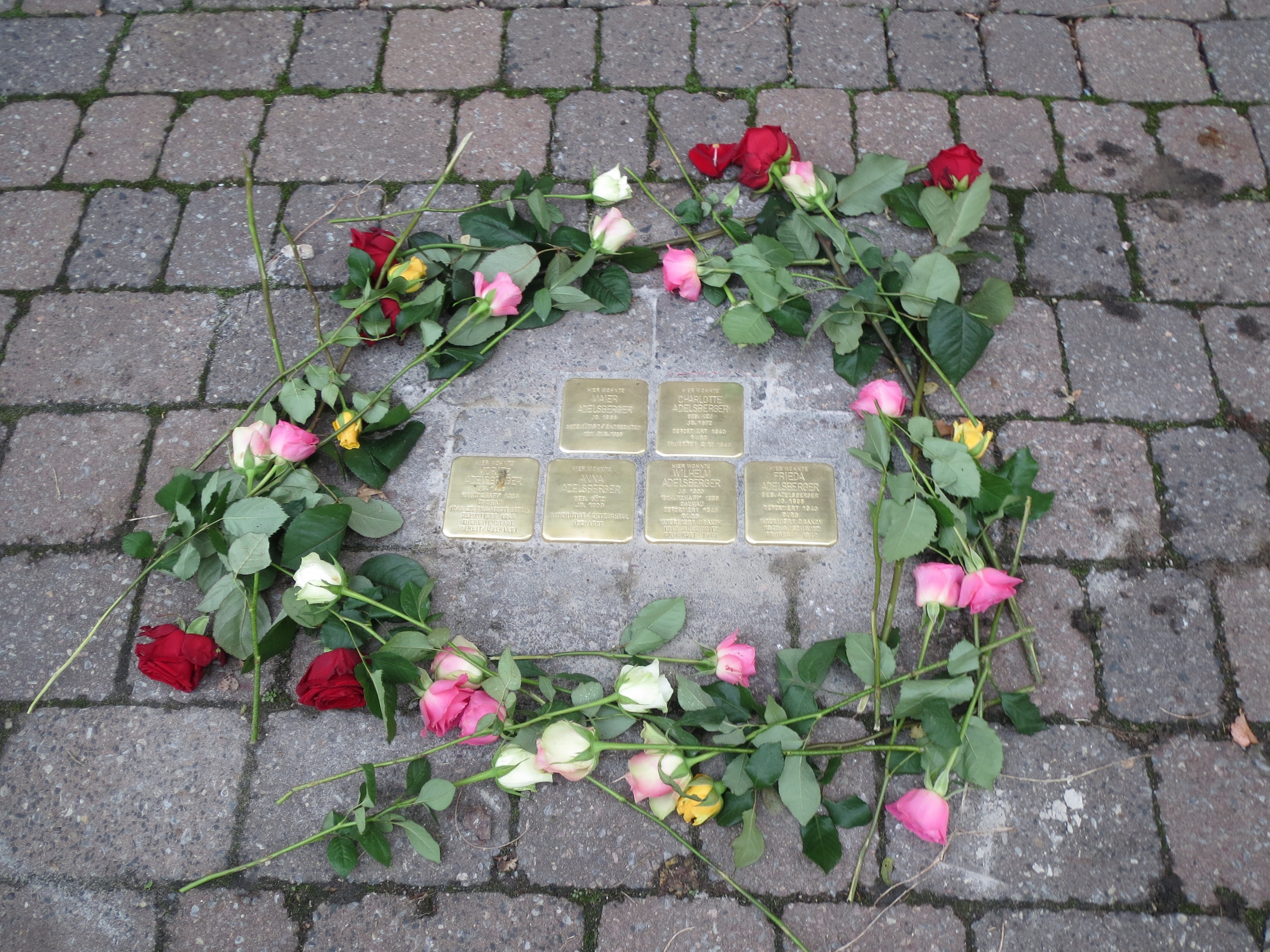 fragility, day, plant part, petal, beauty in nature, pink color, nature, stolpersteine, outdoors, stone, rose, brass, flower arrangement, cenotaph, rose - flower, HD Wallpaper
