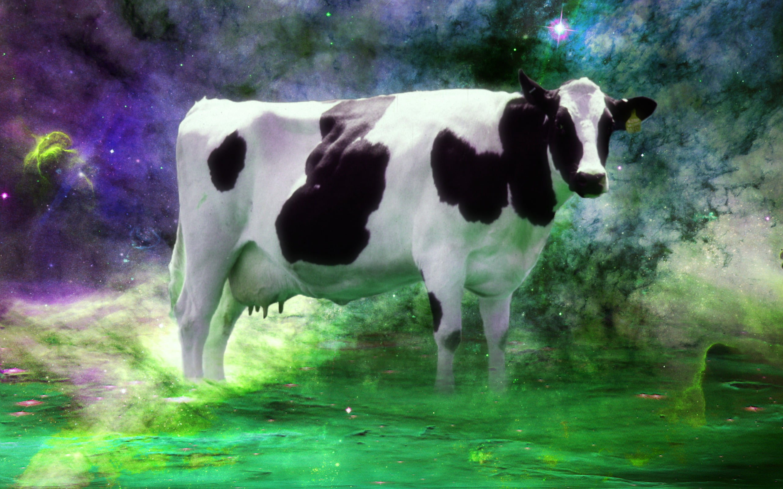 pets, white, Audhumbla, day, outdoors, cow, domestic animals, mammal, nebula, animal themes, 2K, livestock, space, herbivorous, black, cattle, vertebrate, HD Wallpaper