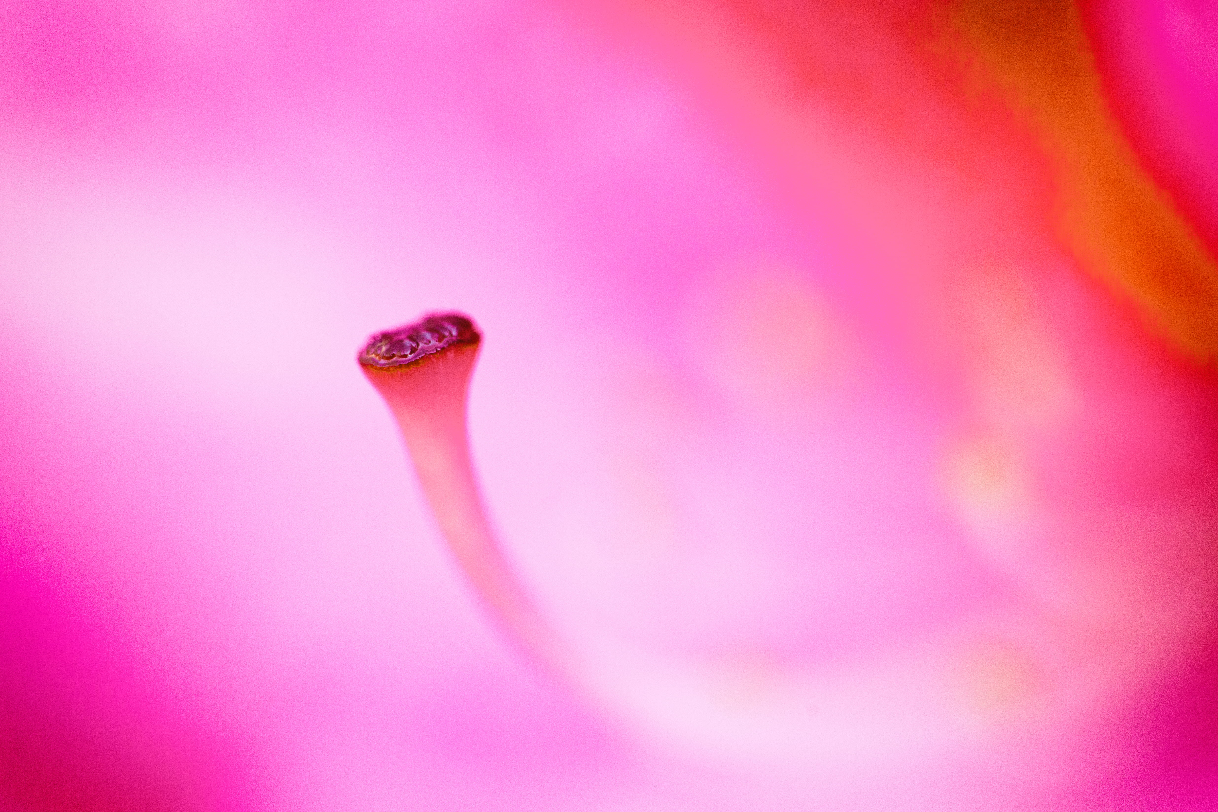 flower, another, East Bay, 4K, macro, Grow, USA, United States of America, close-up, Mountain View Cemetery, untitled, Oakland, year, Another Year, California, HD Wallpaper