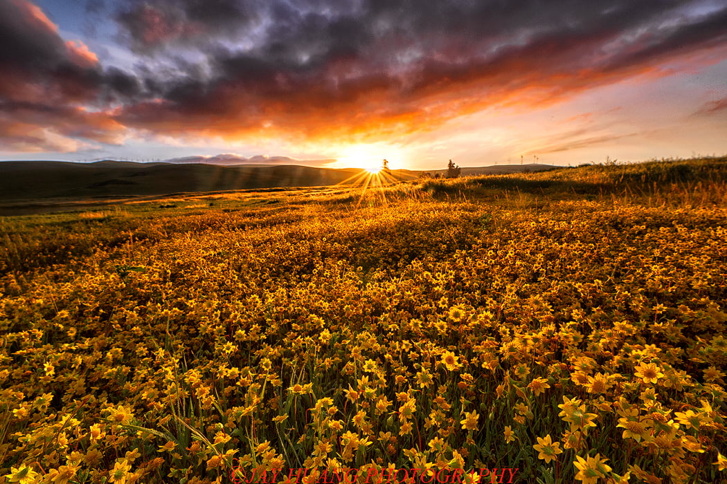 nature, Livermore, field, sunset, Spring, farm, Sunrise, agriculture, sunlight, outdoors, yellow, rural Scene, Goldfields, Time, East Bay, meadow, sunrise - Dawn, HD Wallpaper