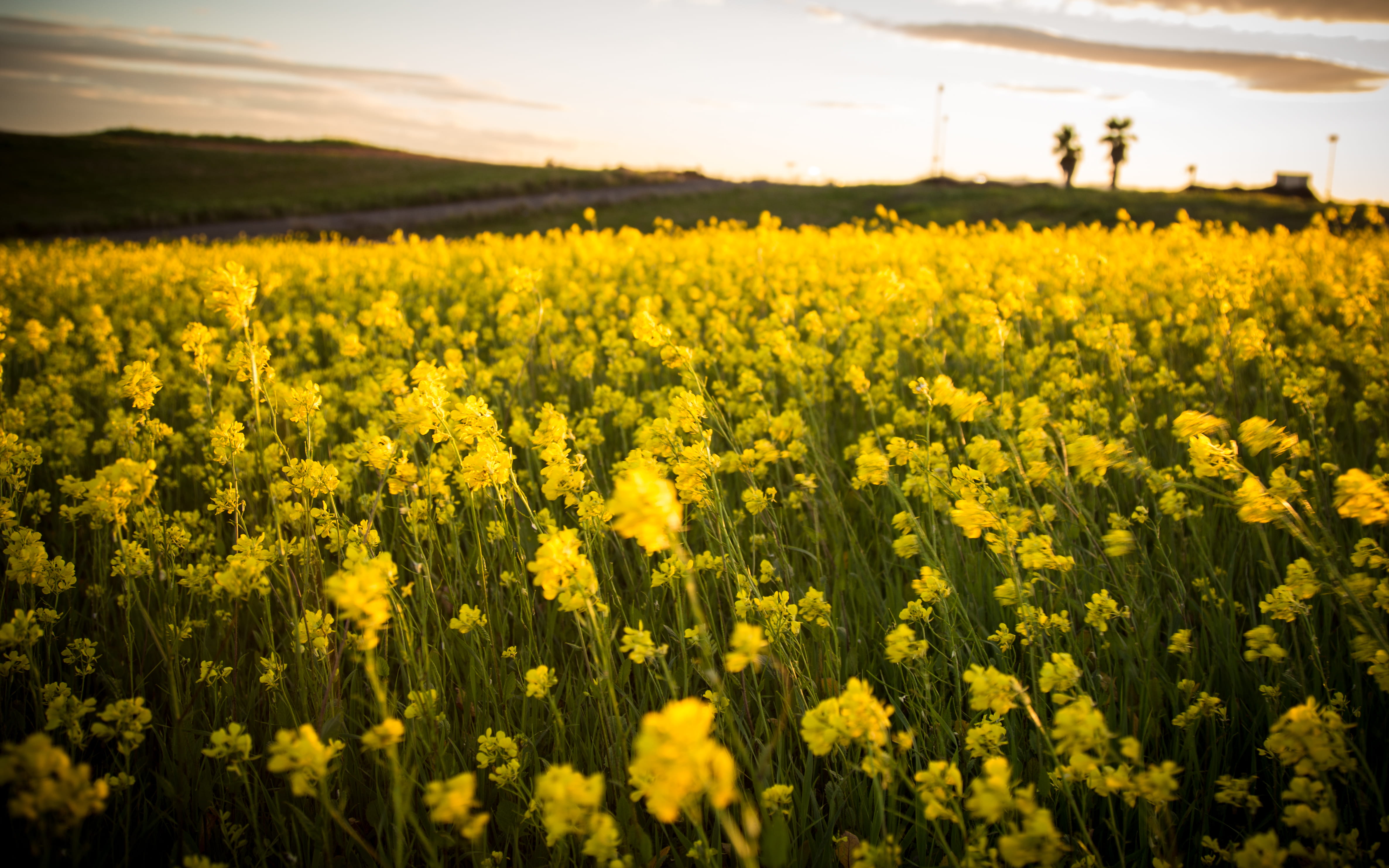 farm, outdoors, scenics - nature, field, 4K, agriculture, united states, tranquility, environment, oilseed rape, rural scene, beauty in nature, flowering plant, HD Wallpaper