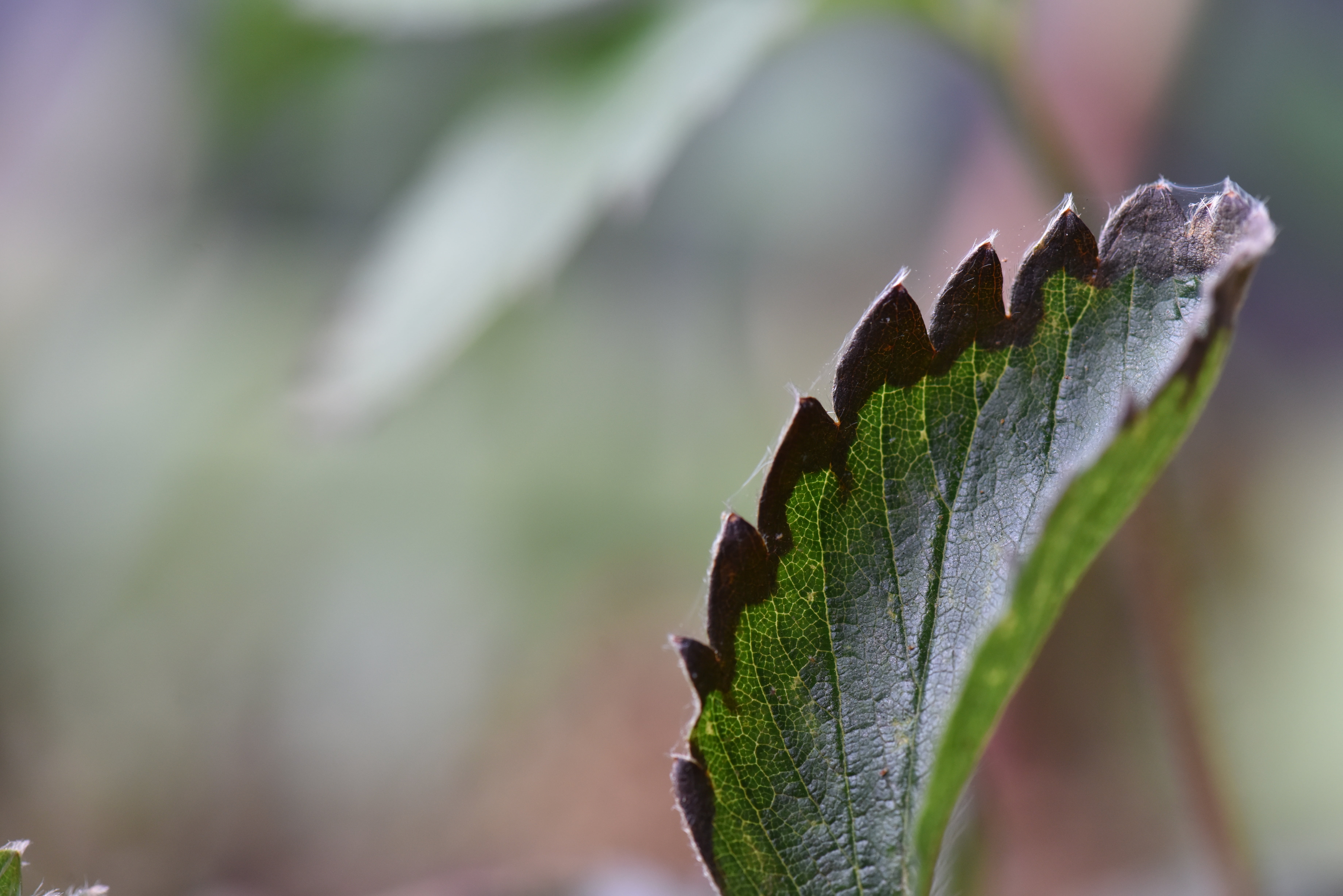5K, one animal, sunlight, strawberry, beauty in nature, close-up, nature, land, plant, selective focus, leaf blight, outdoors, animal, growth, leaf, green color, HD Wallpaper