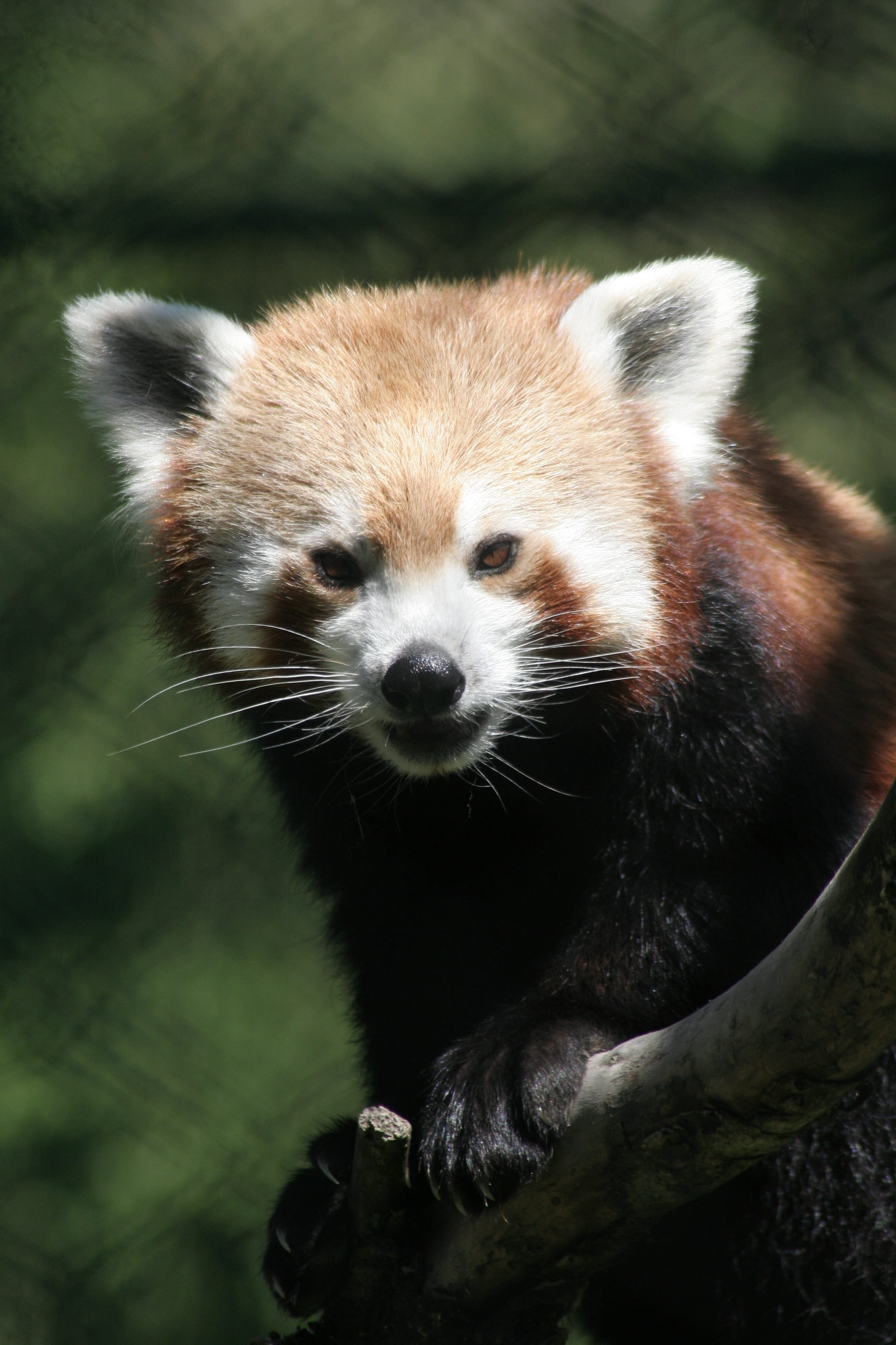 2K, red panda, close-up, tree, animal, animals in the wild, sikkim, india, vertebrate, one animal, day, gangtok zoo, panda - animal, zoo, nature, no people, Phone HD Wallpaper