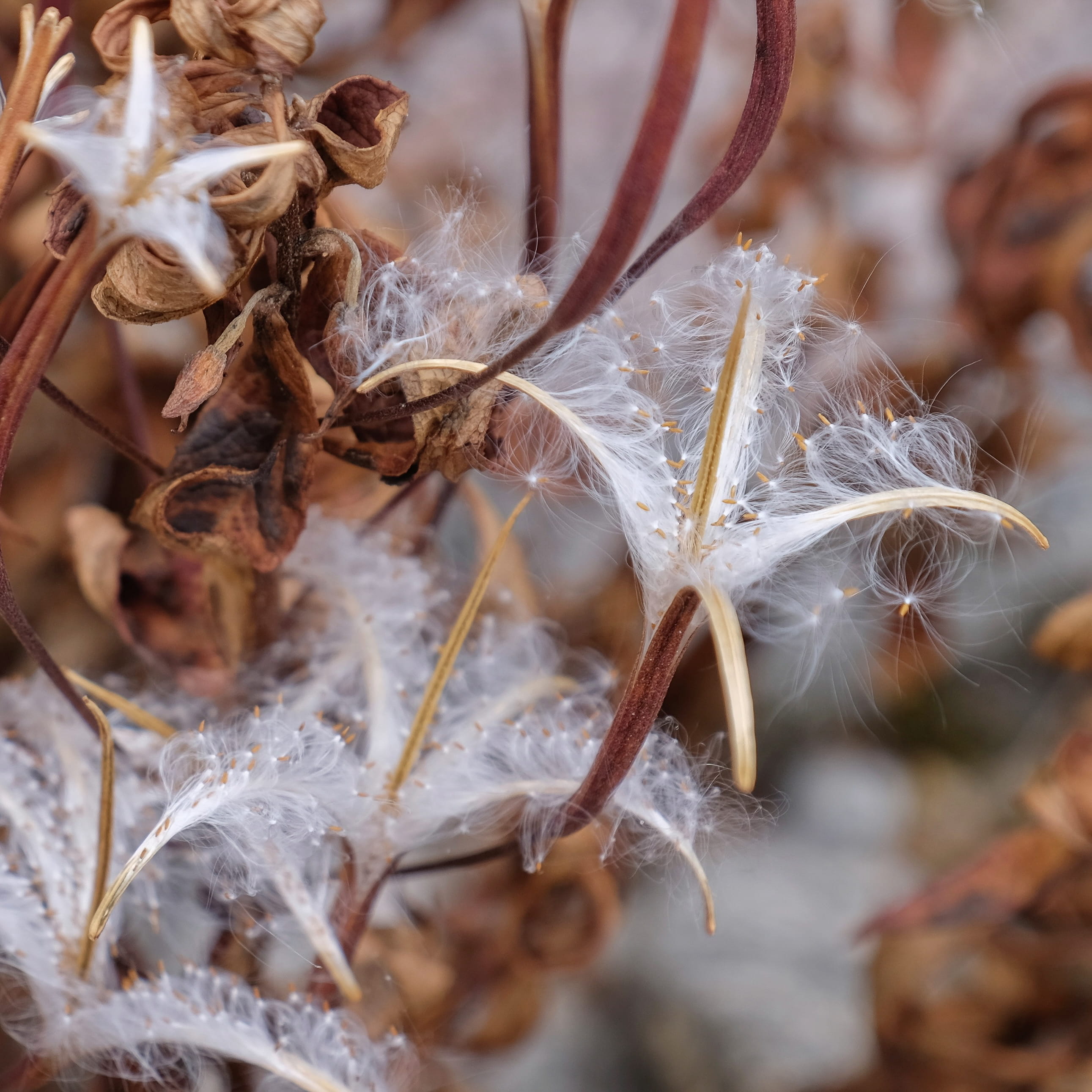 day, beauty in nature, softness, himalaya, selective focus, plant stem, namchi, wilted plant, outdoors, fragility, 2K, dead plant, growth, close-up, nature, Phone HD Wallpaper
