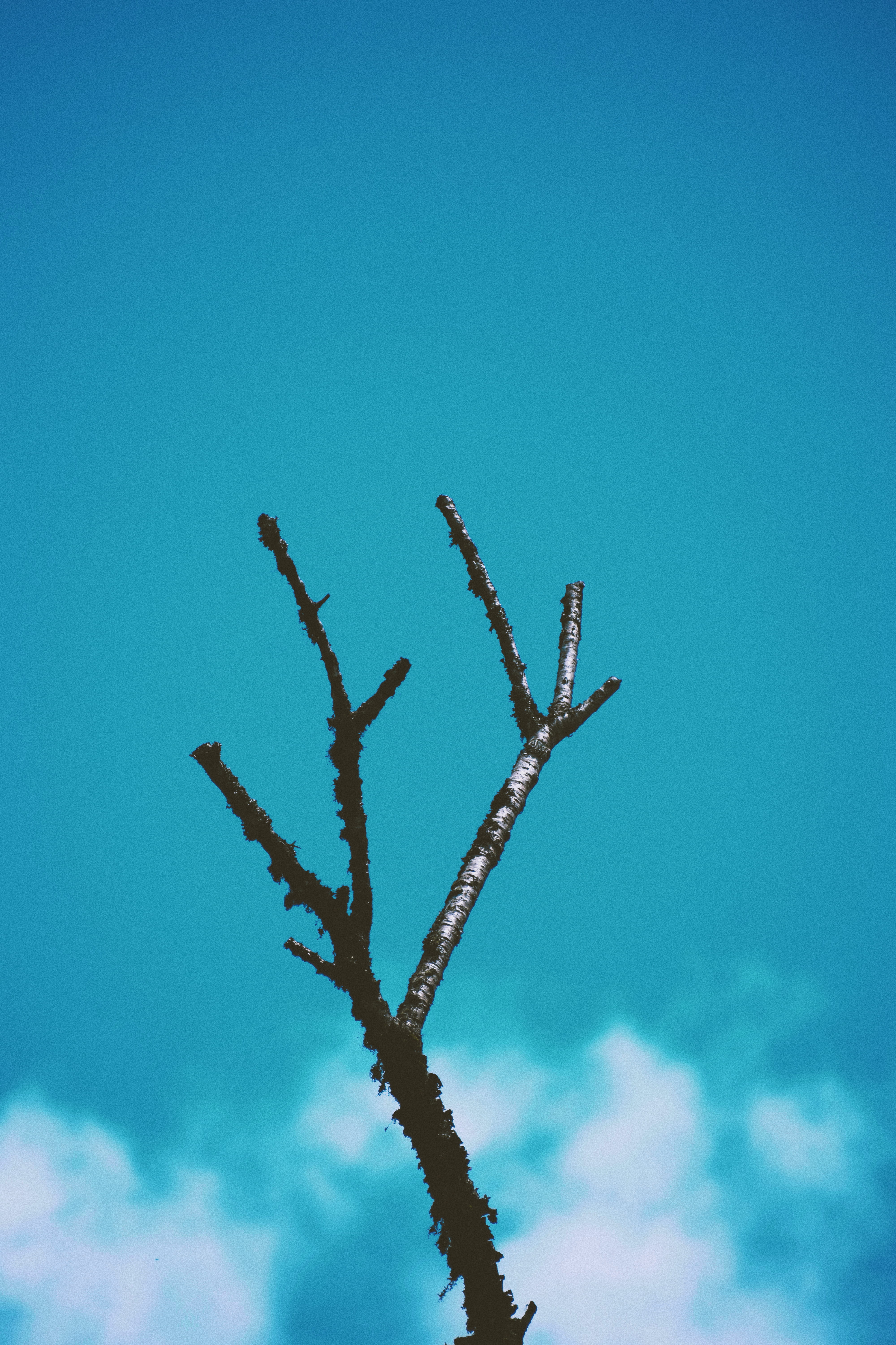plant, growth, tree, india, winter, sikkim, sky, close-up, spiky, twig, focus on foreground, outdoors, day, tranquility, no people, low angle view, copy space, Phone HD Wallpaper