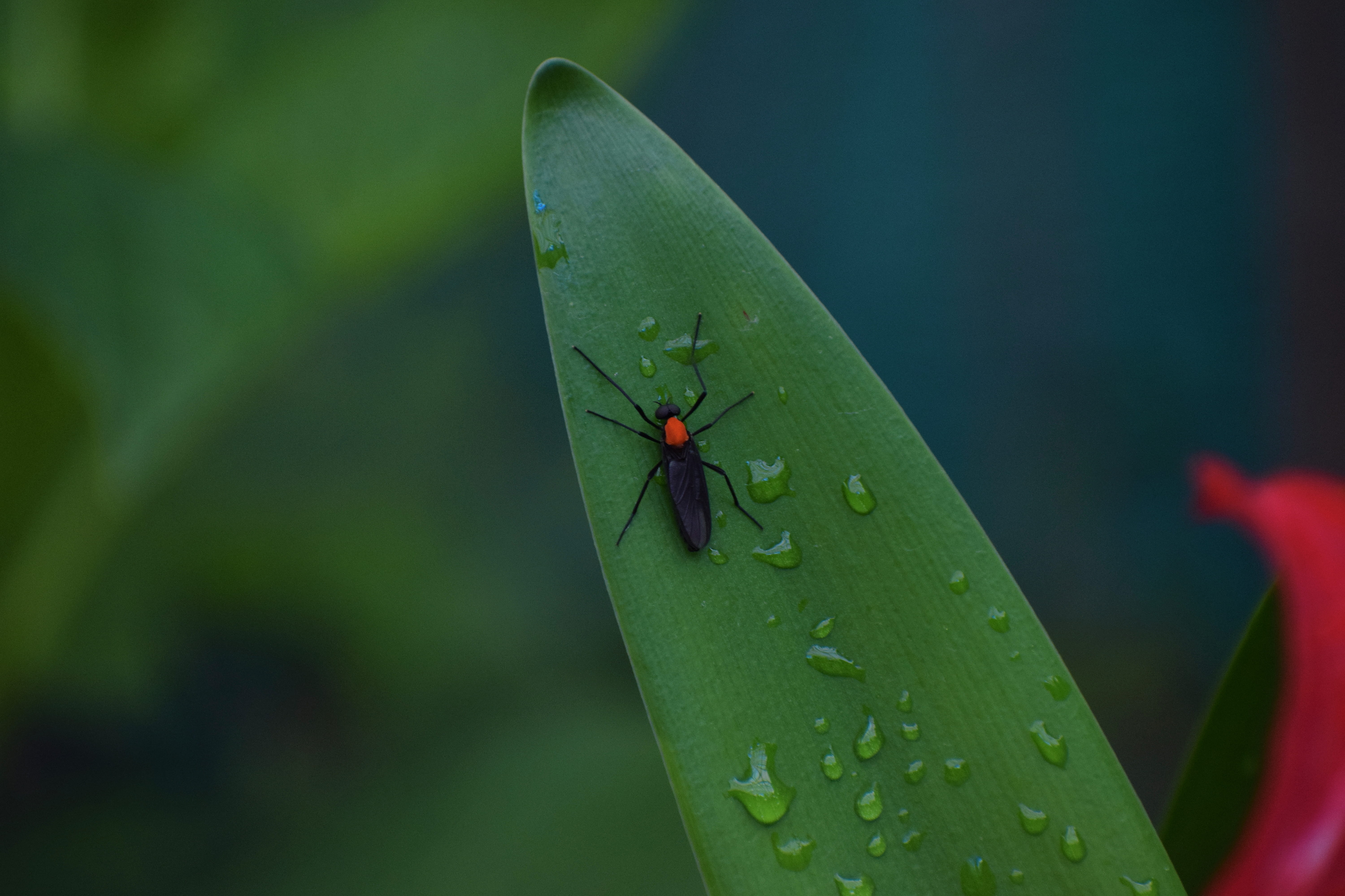 animal, no people, close-up, growth, outdoors, insect, blade of grass, nature, day, animals in the wild, one animal, plant, sikkim, invertebrate, india, HD Wallpaper