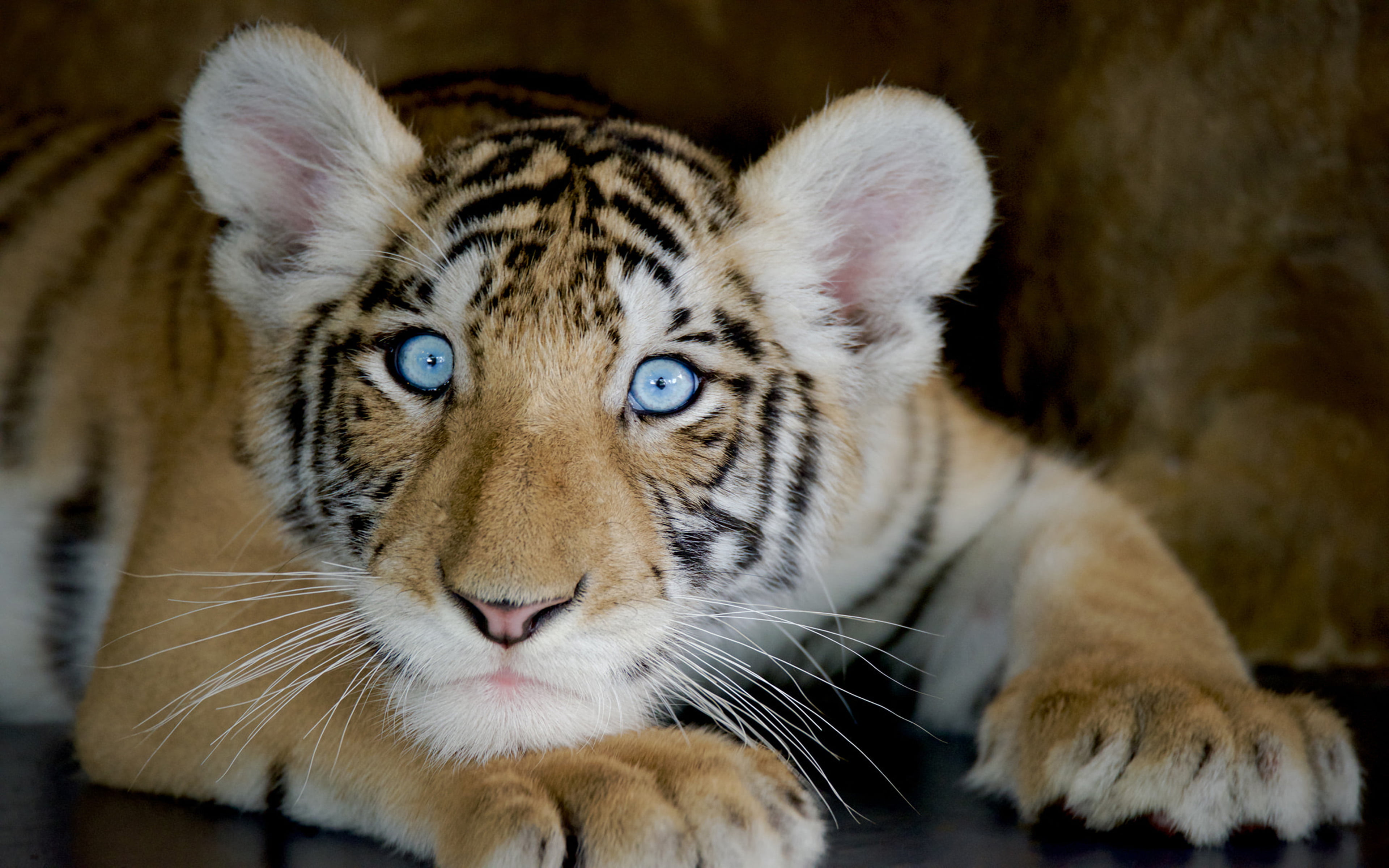 focus on foreground, one animal, pets, 4K, pc, vertebrate, animal eye, mammal, blue, tablet, boy, animal wildlife, big cat, mobile, animals in the wild, HD Wallpaper