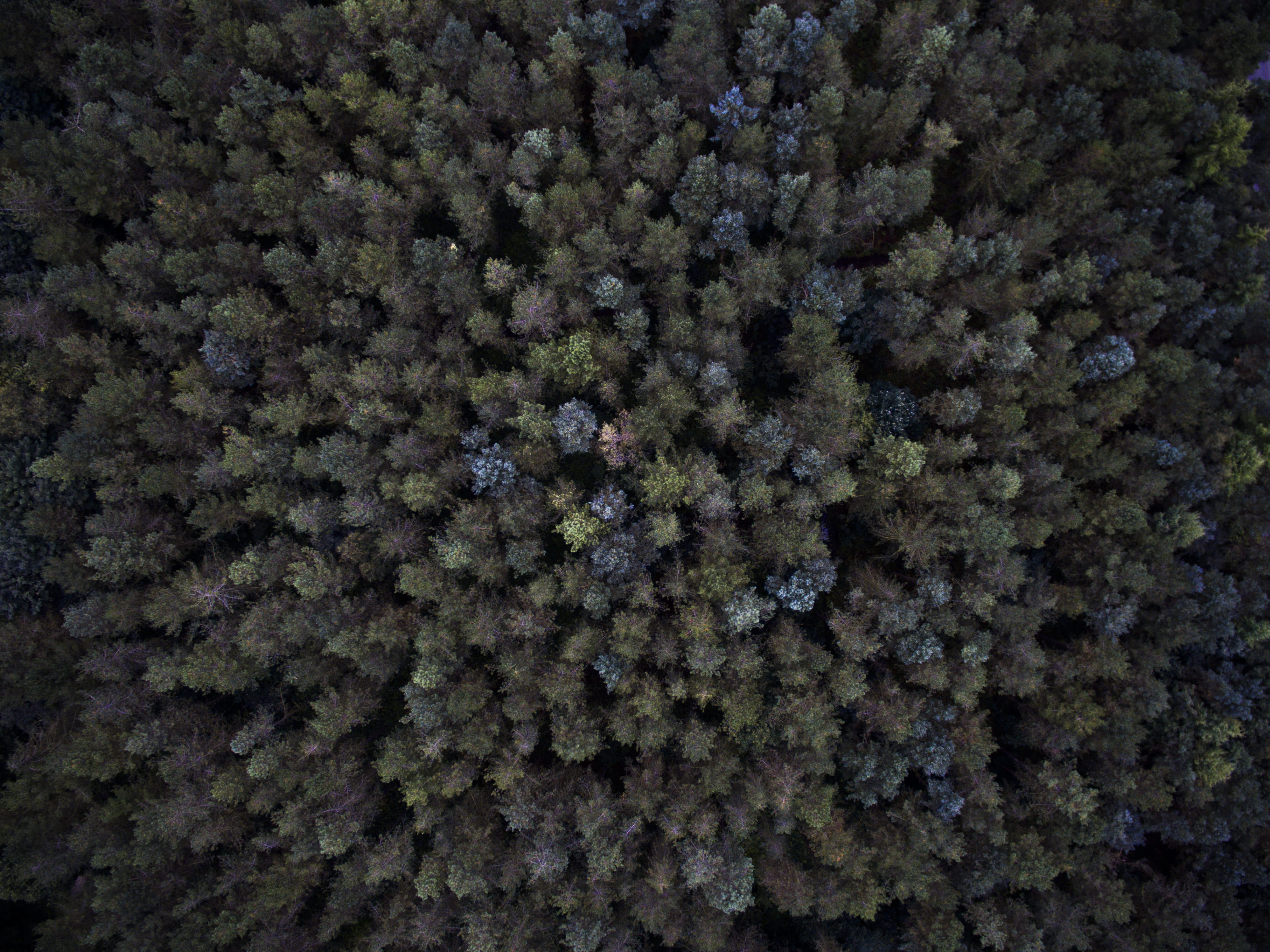 forest, view, nature, textured, green, outdoor, pattern, woodland, tranquility, star - space, growth, close-up, downview, space, tree, 4K, night, countryside, HD Wallpaper