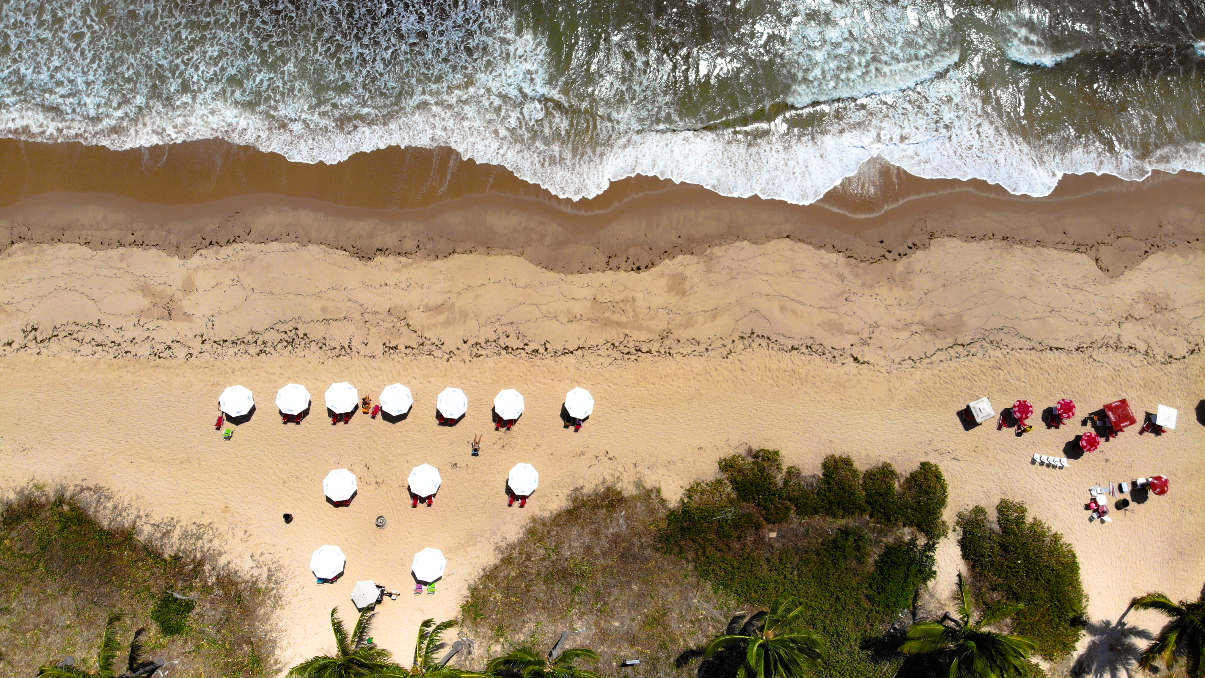 beauty in nature, 4K, umbrella, daylight, sand, photography, landscape, from above, animal, palm trees, scenics - nature, animal wildlife, seaside, aerial photography, HD Wallpaper