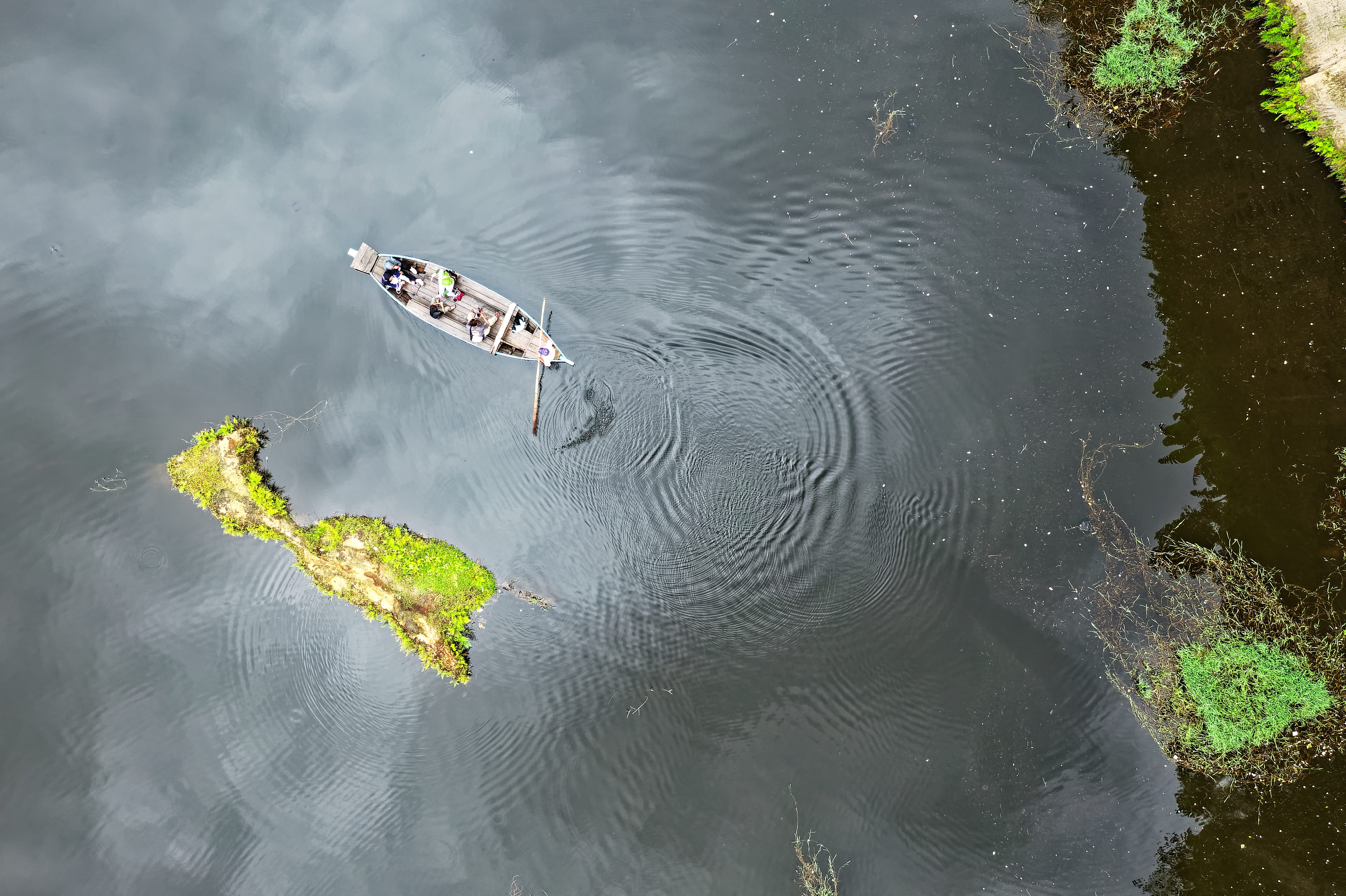drone footage, aerial photography, animal, floating on water, aerial shot, swimming, scenic, animal themes, green, middle, water, animal wildlife, from above, HD Wallpaper
