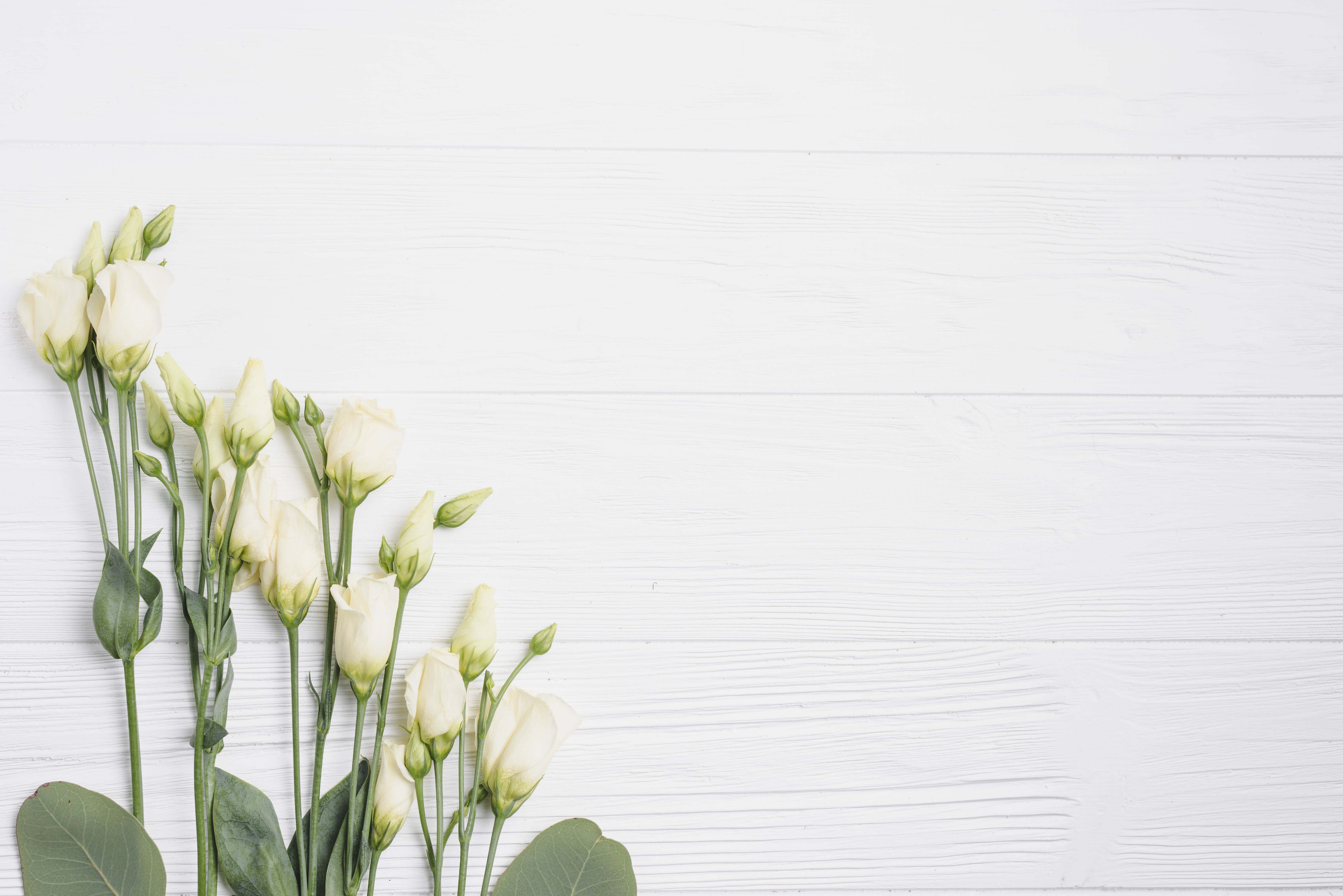 Eustoma, 5K, White background, Flowers, HD Wallpaper
