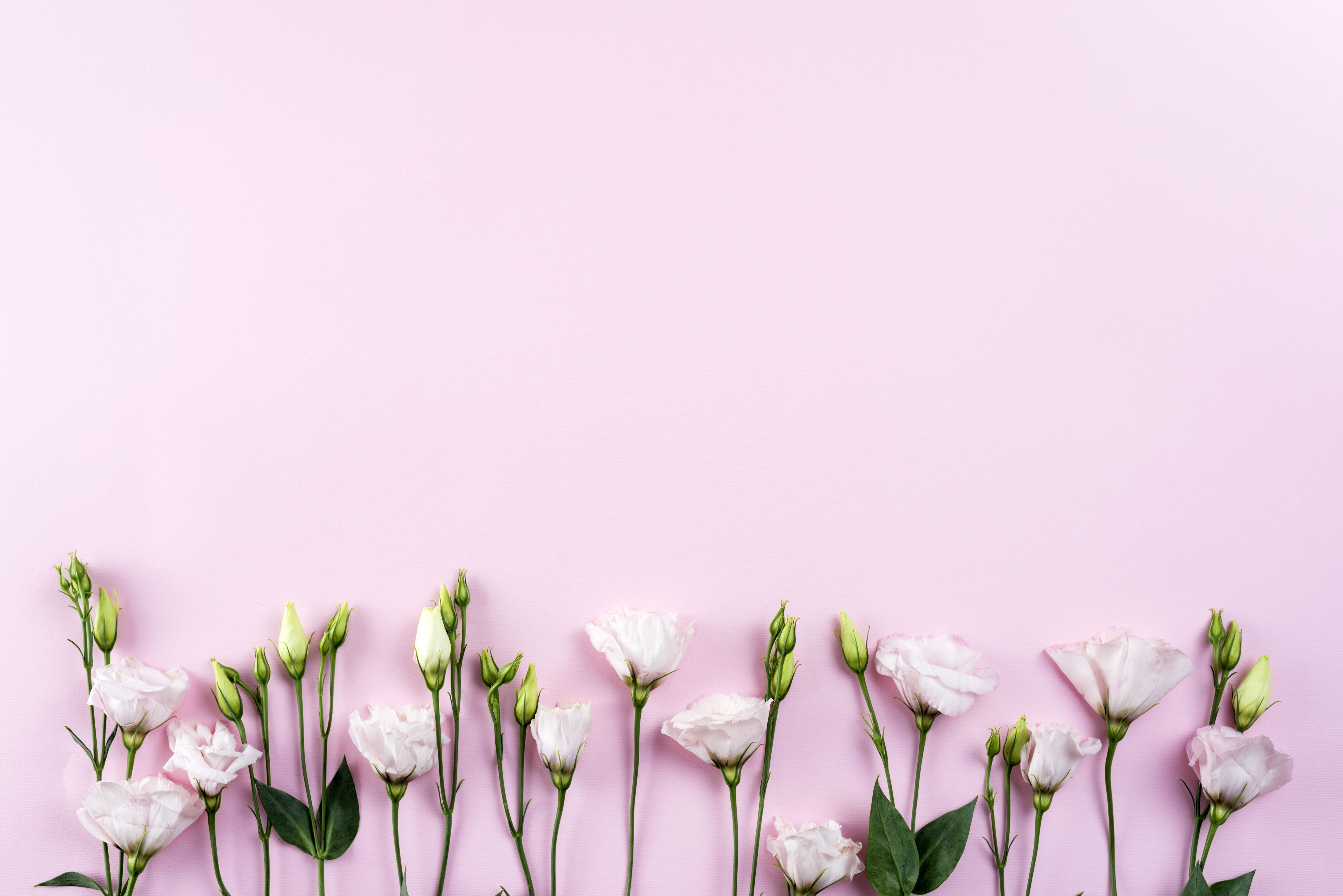eustoma, chrysanthemum, pink background, white, flowers, 5K, romantic, beautiful, HD Wallpaper