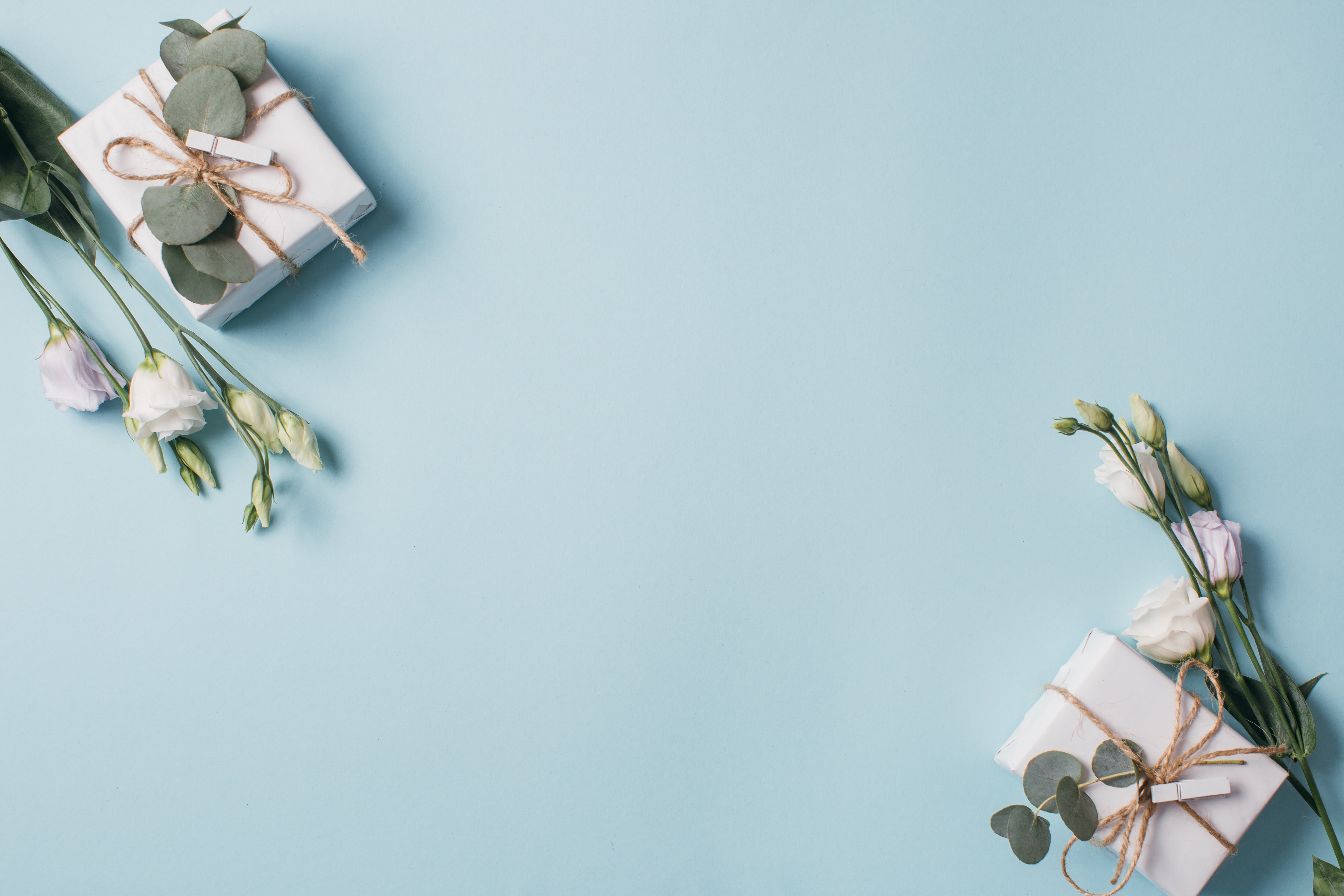 background, 5K, Flowers, bow, Eustoma, gift, HD Wallpaper