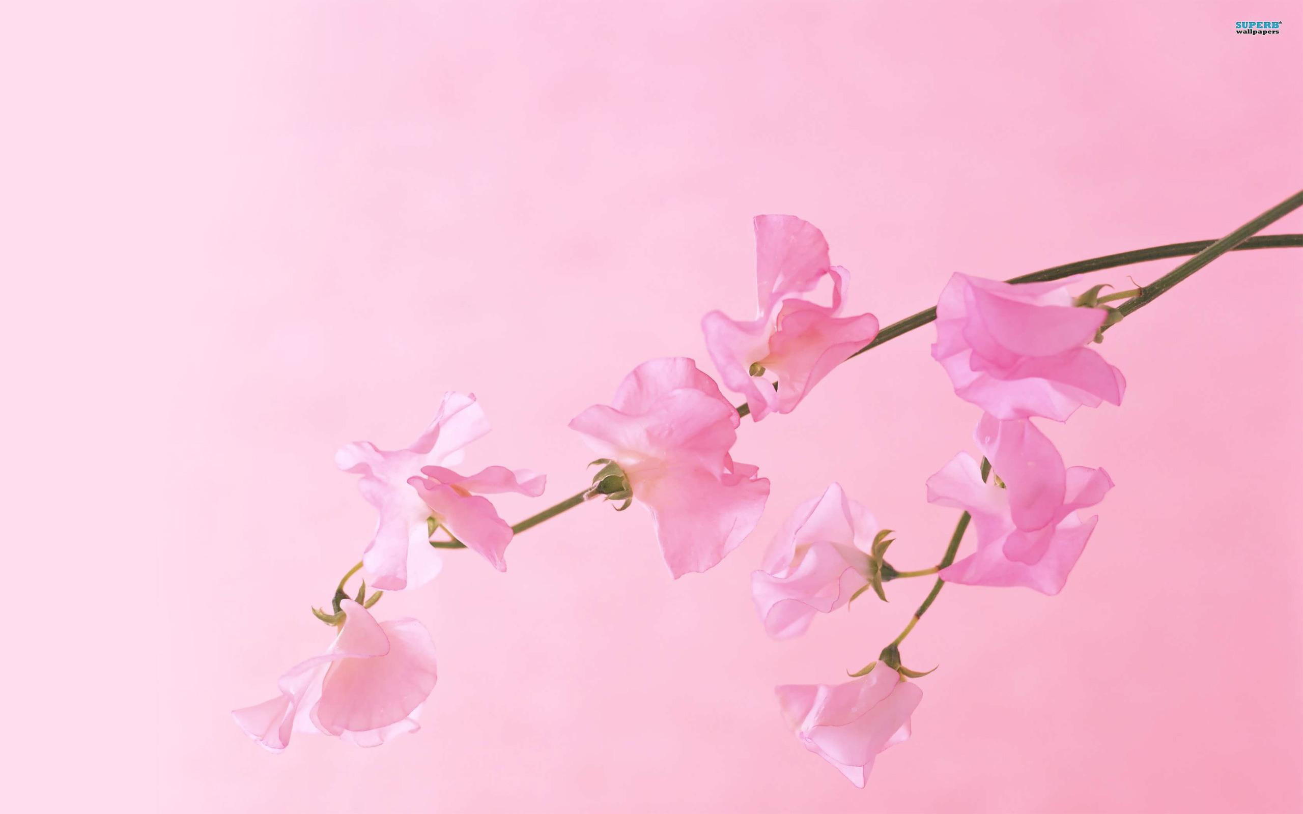 2K, picture, petaled, pretty, flowers, nature and landscapes, eustoma, pink, HD Wallpaper