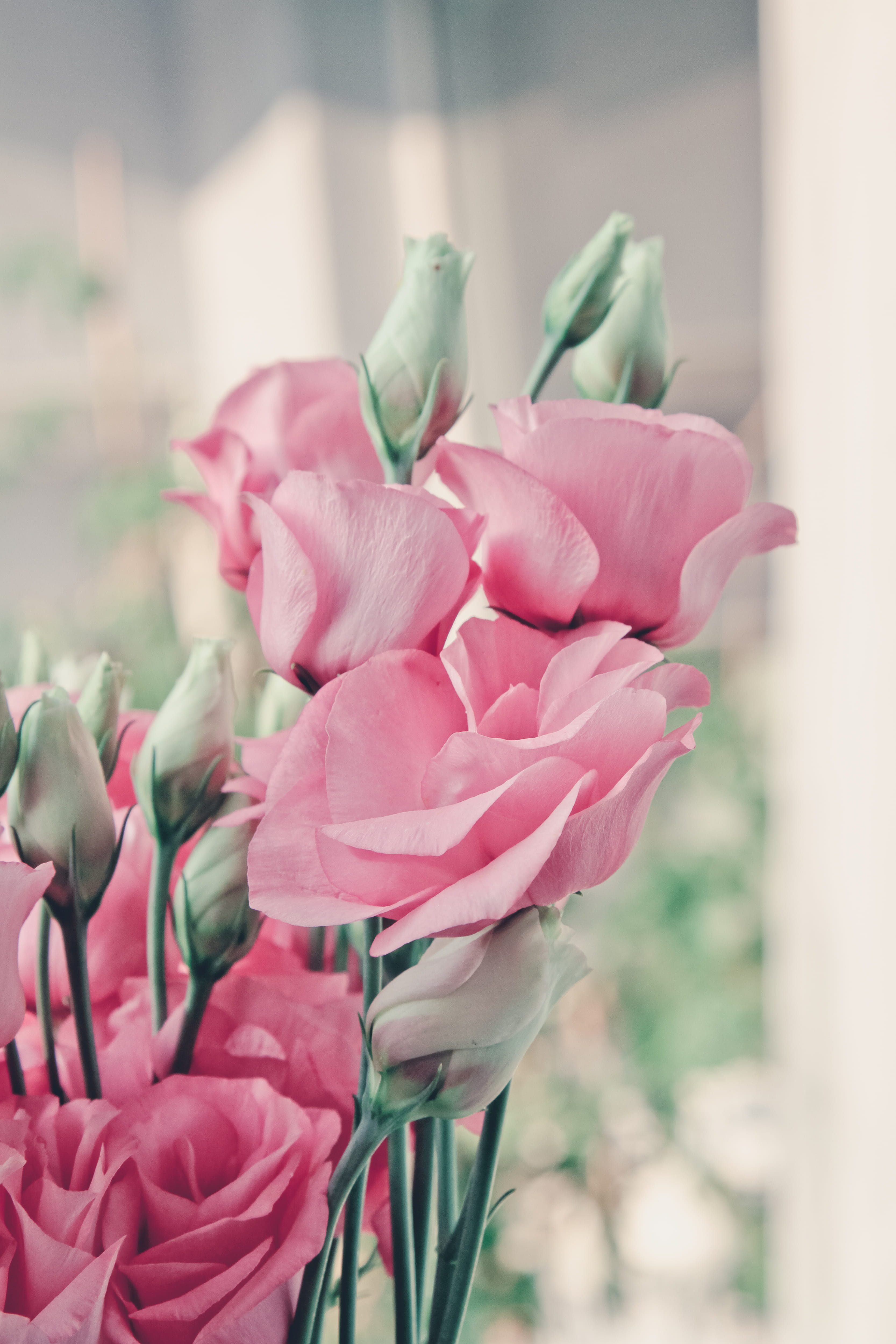 lisianthu, vulnerability, fragility, flower, flowering plant, 4K, pink color, ornament, eustoma, petal, plant, depth of field, pink, no people, plant stem, Phone HD Wallpaper