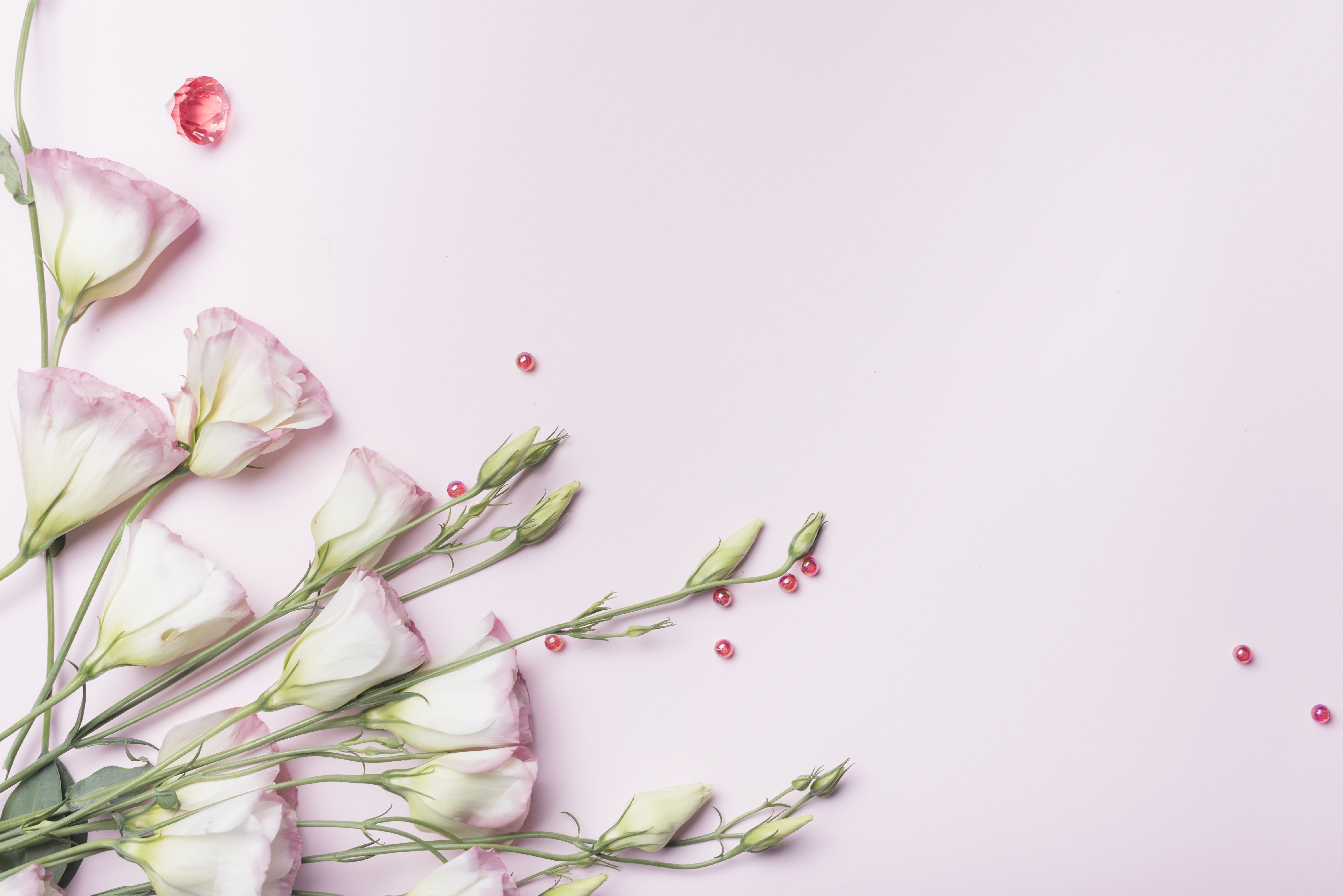 pink, background, 5K, eustoma, flowers, HD Wallpaper