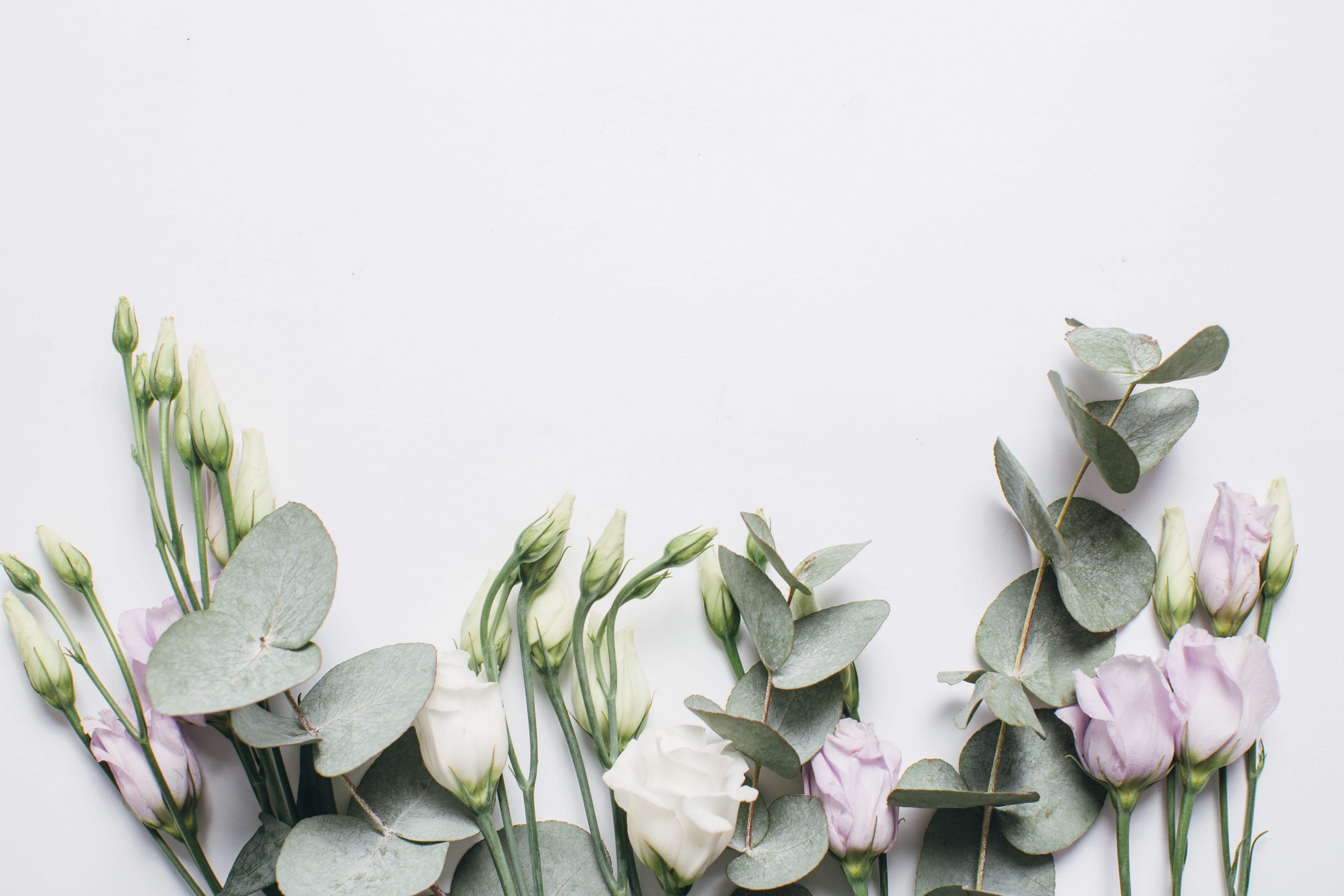 Eustoma, 5K, background, Flowers, HD Wallpaper