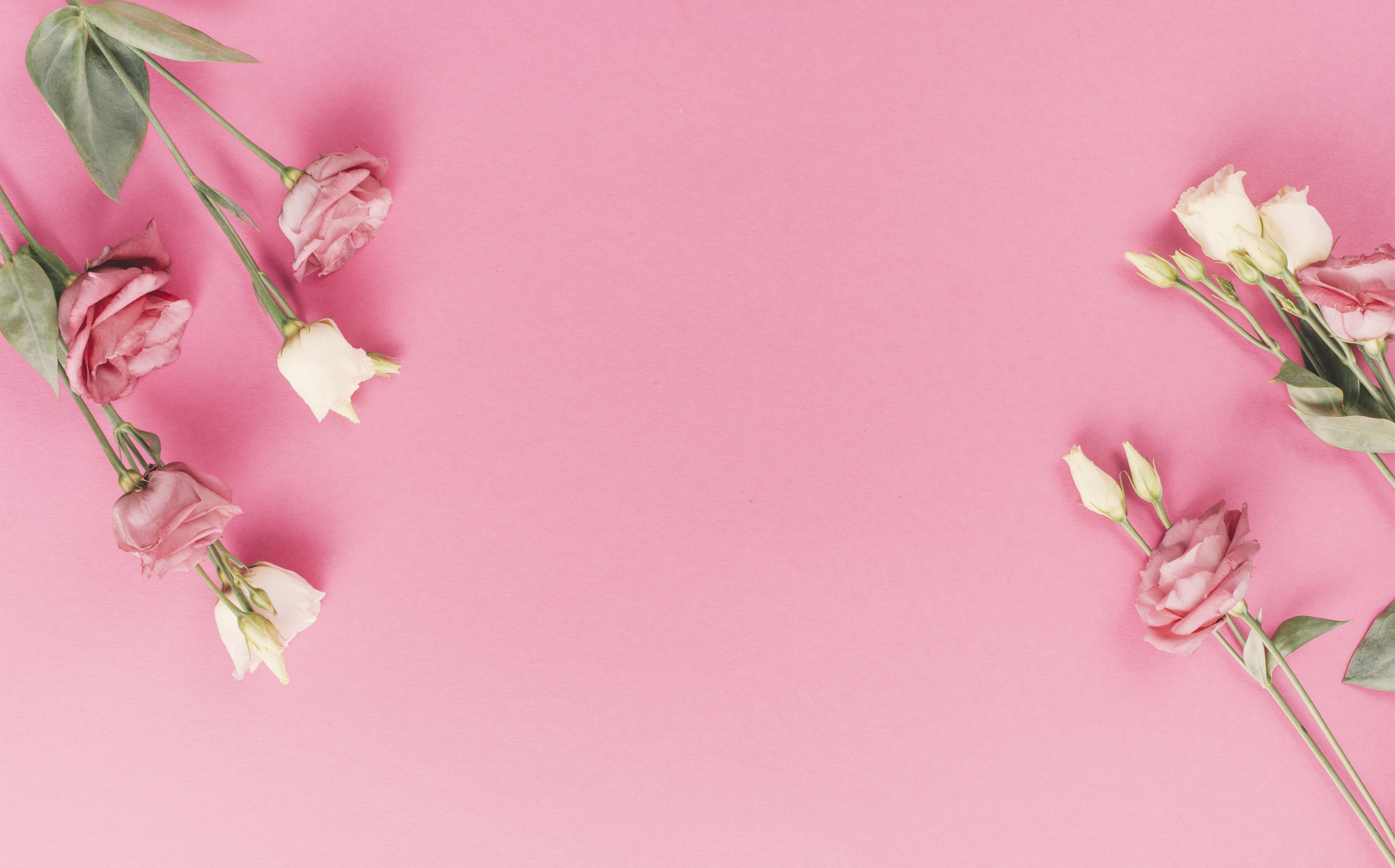 buds, 5K, flowers, background, eustoma, HD Wallpaper