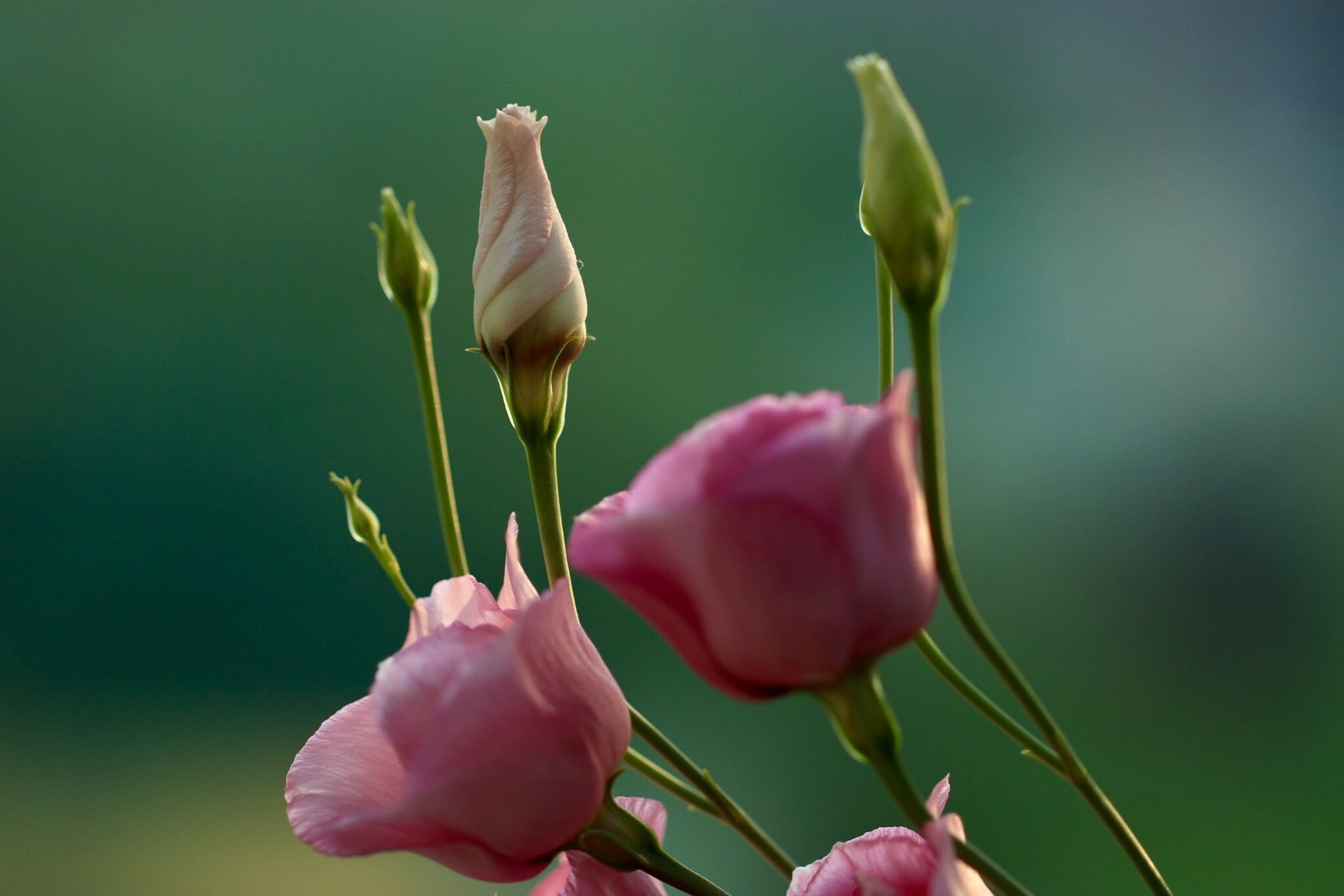 1080P, background, buds, Eustoma, macro, HD Wallpaper
