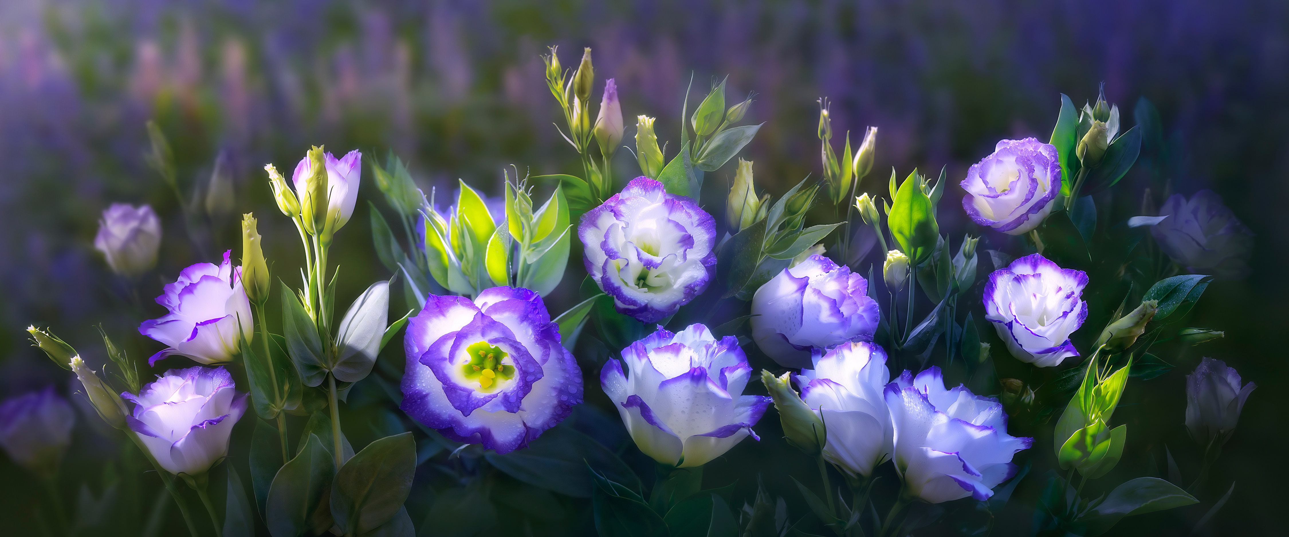 leaves, buds, eustoma, background, green, art, purple, treatment, 4K, flowers, composition, nature, HD Wallpaper