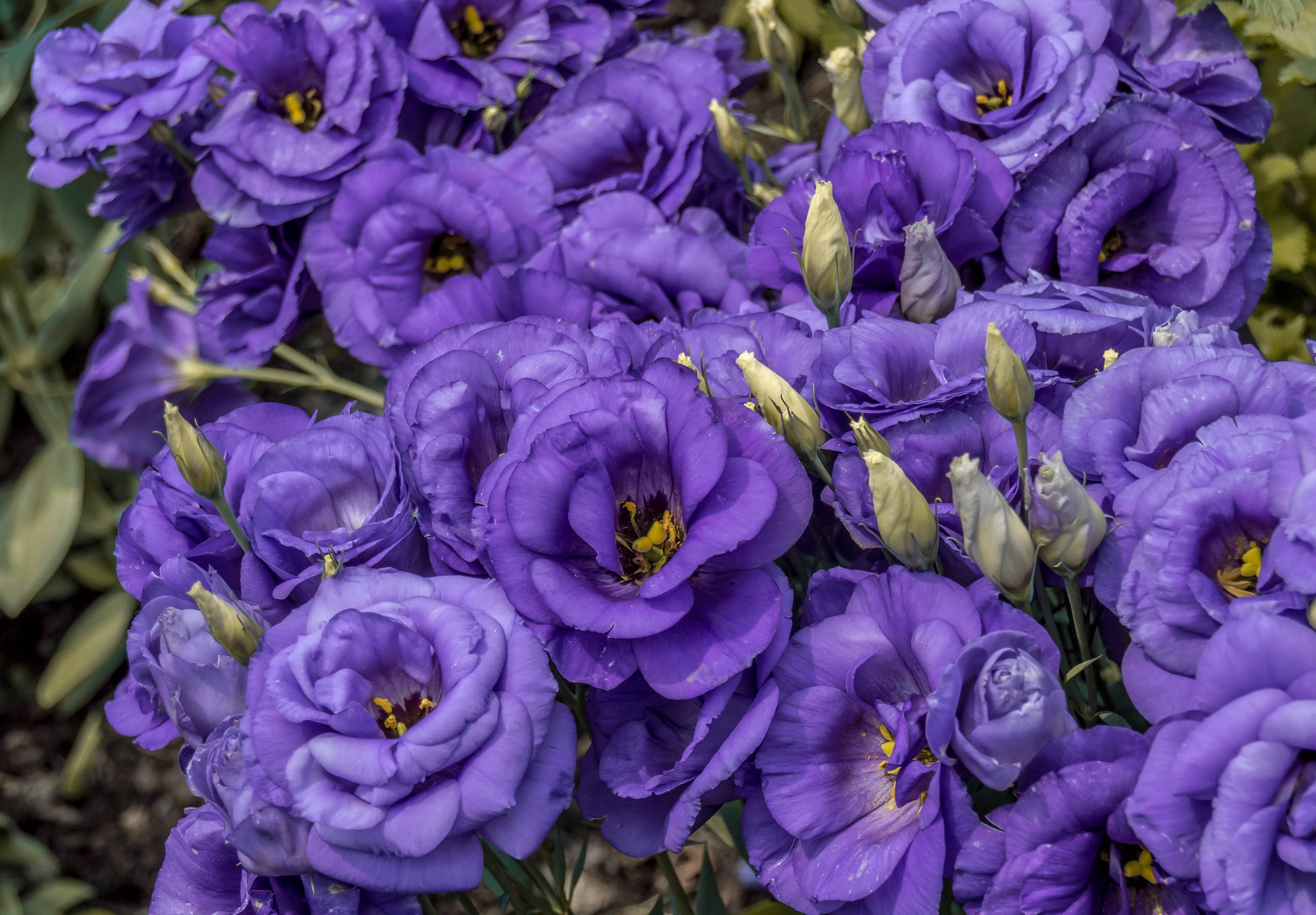 nature, freshness, beauty in nature, full frame, plant, outdoors, close-up, no people, macro, flowering plant, day, flowerbed, petaled, purple, high angle view, HD Wallpaper