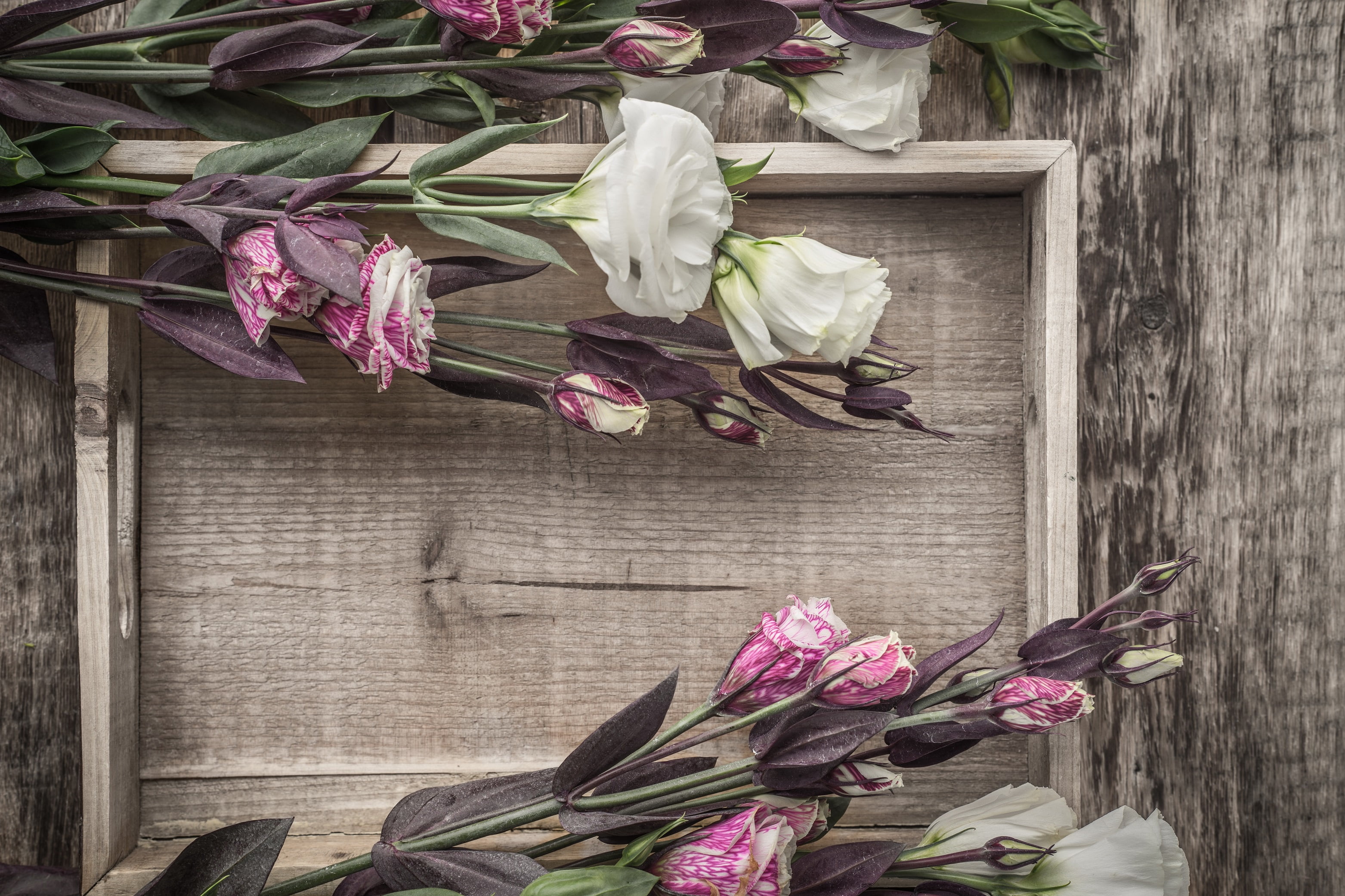 eustoma, flowers, bouquet, 2K, HD Wallpaper