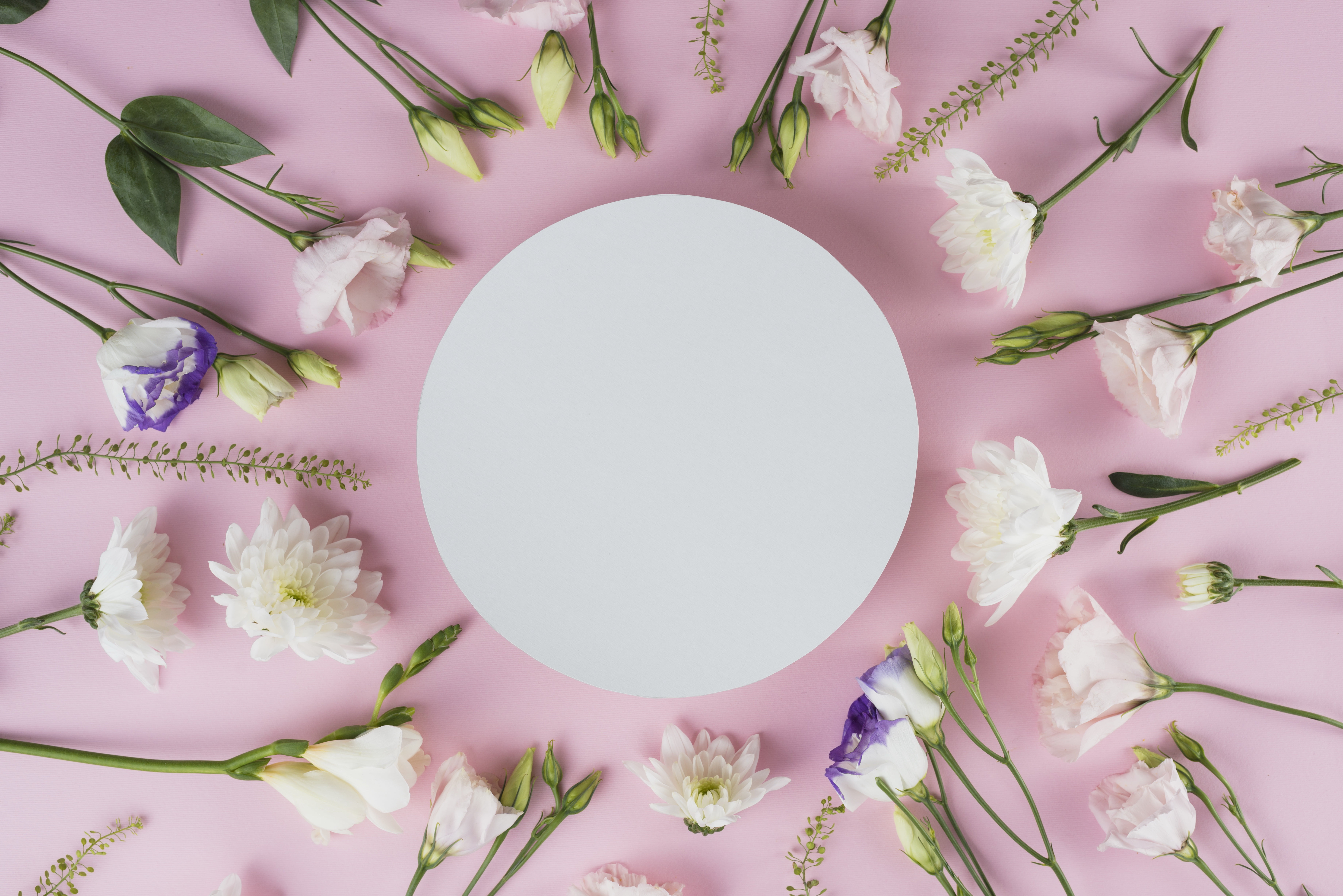 5K, eustoma, romantic, flowers, pink background, white, chrysanthemum, beautiful, HD Wallpaper