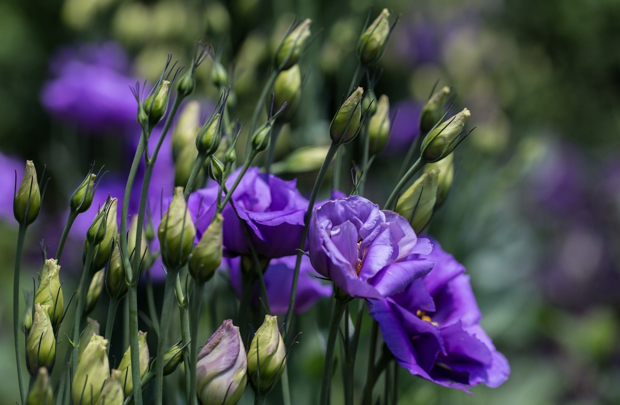 flower head, field, focus on foreground, close-up, flowers, selective focus, no people, beauty in nature, flowering plant, flower, petals, inflorescence, HD Wallpaper