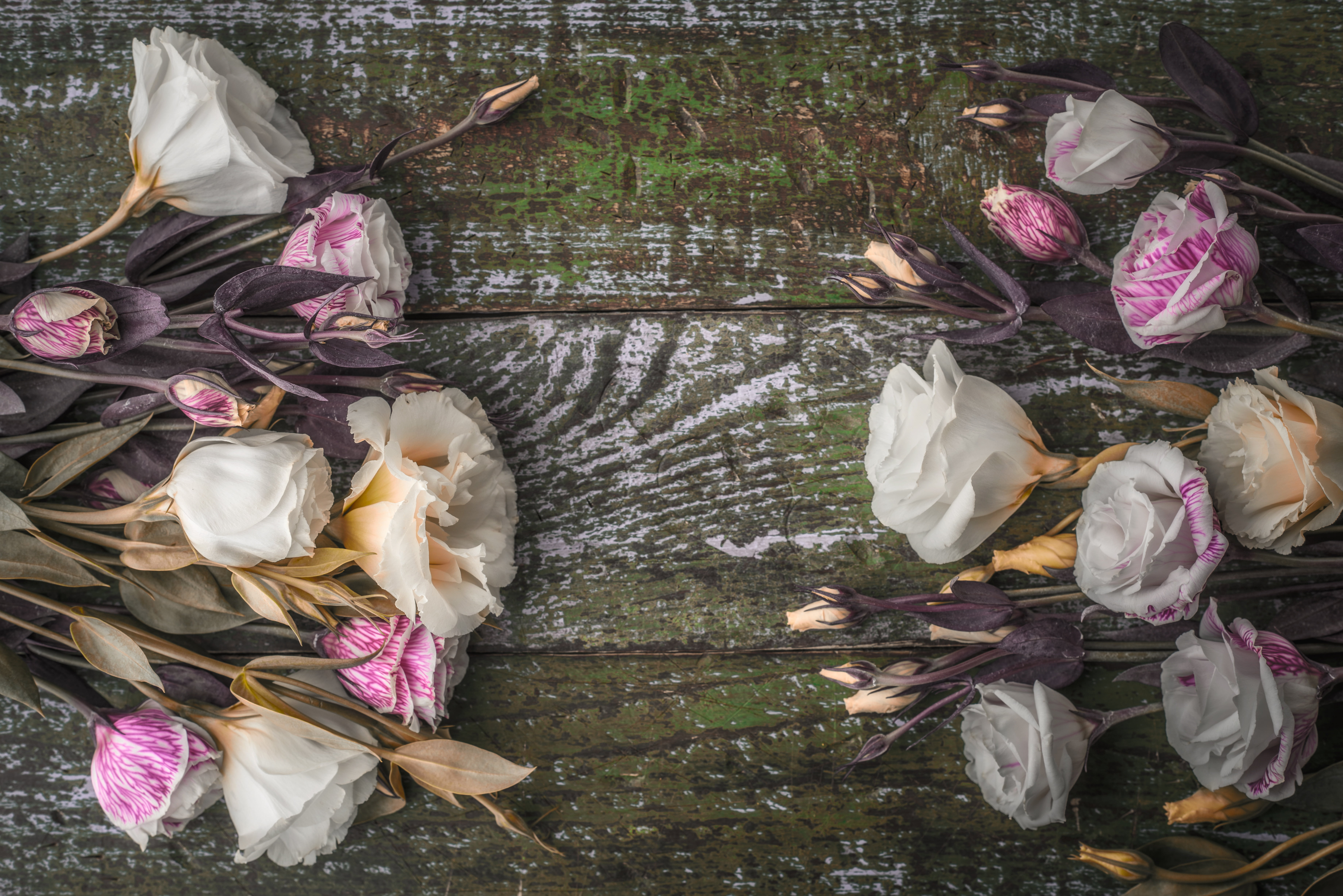 5K, eustoma, flowers, buds, background, HD Wallpaper