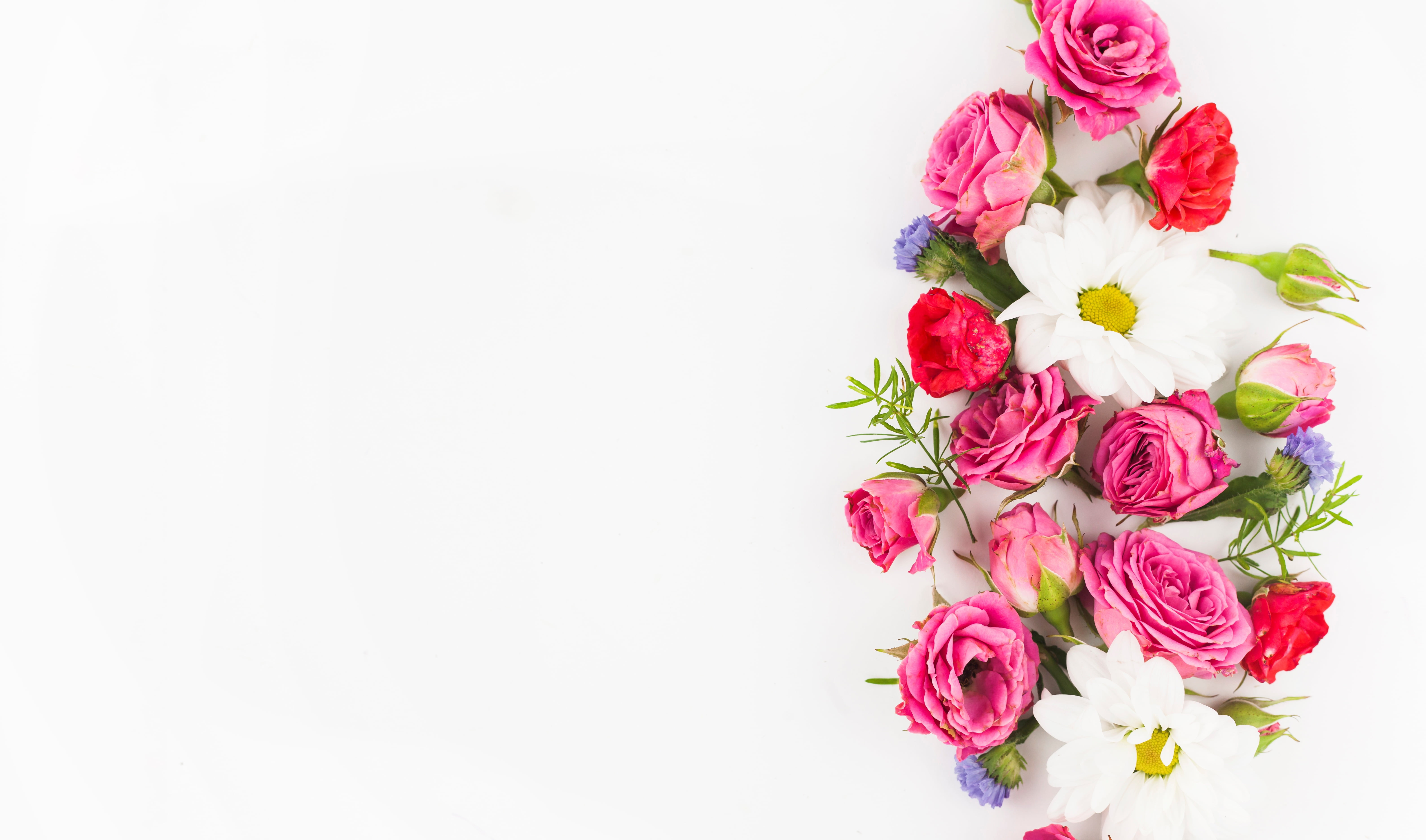 5K, white, roses, bouquet, background, flowers, HD Wallpaper