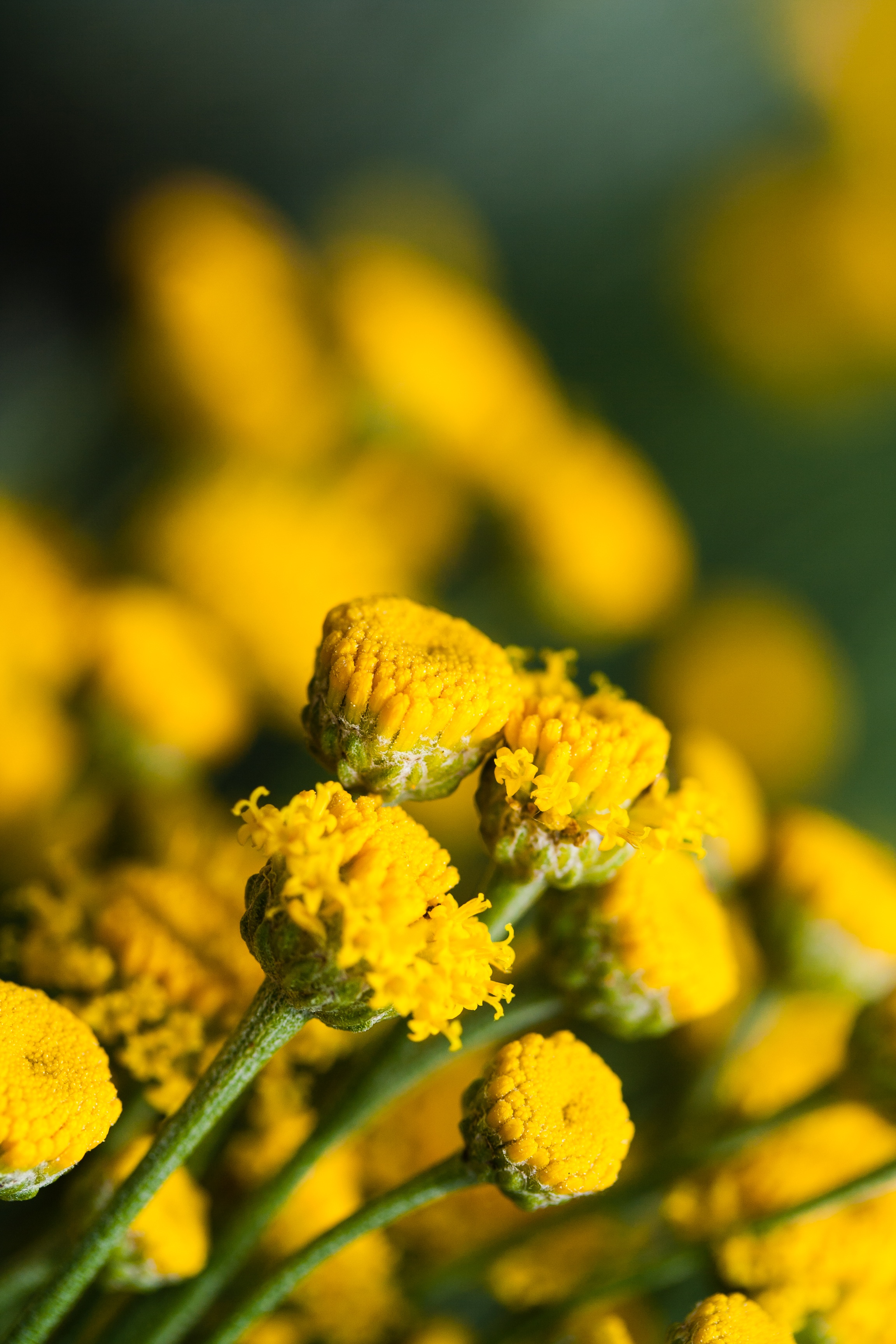 flowering plant, selective focus, vulnerability, plant, day, no people, flowers, fragility, growth, close-up, yellow, freshness, 2K, lichen, summer, flower head, Phone HD Wallpaper