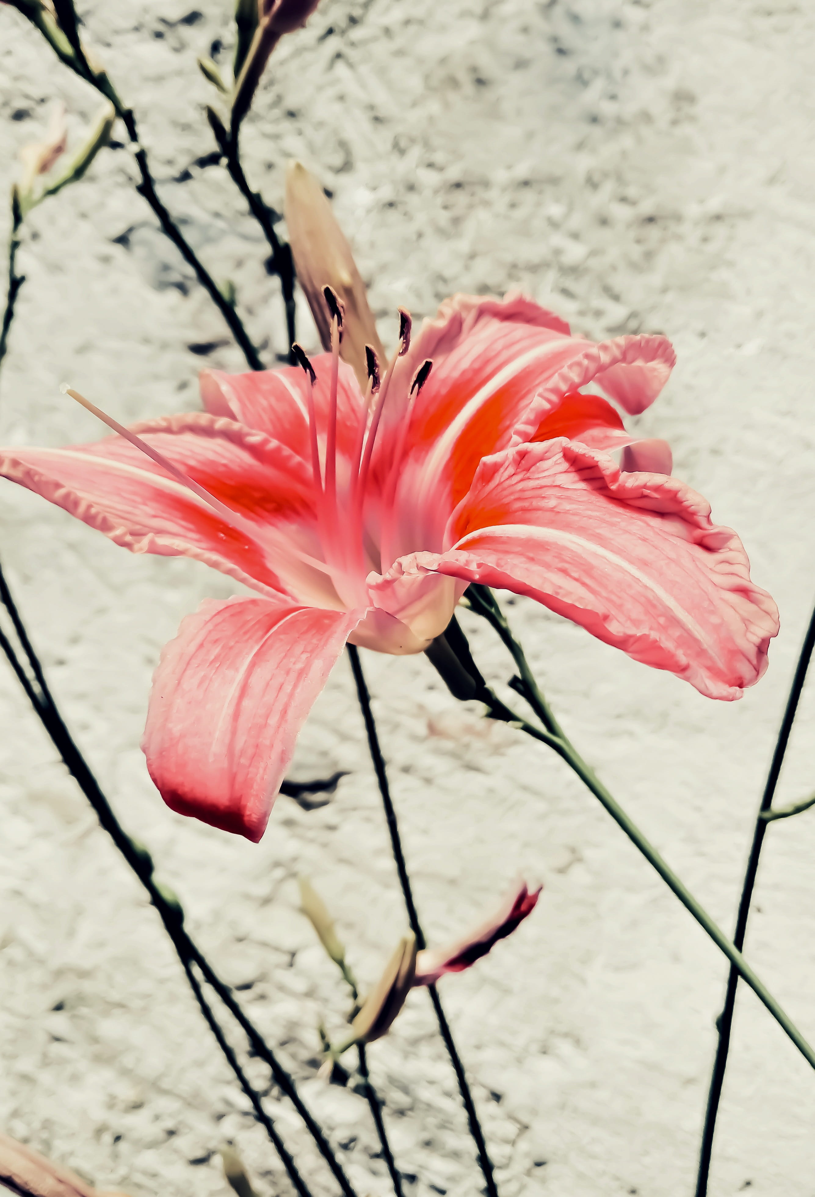 pollen, outdoors, nature, fragility, pink color, petal, late spring, mottled light red, lily, red, beauty in nature, flower head, flower, beautiful, inflorescence, Phone HD Wallpaper