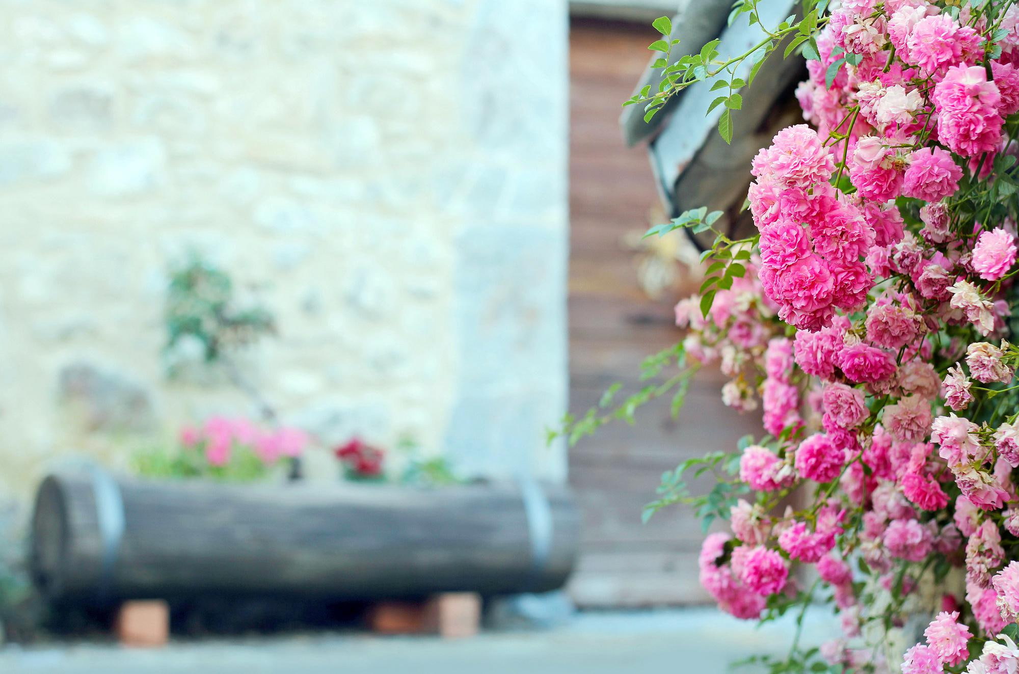bokeh, flowers, mobile, bush, 1080P, tea, rose, wide, HD Wallpaper