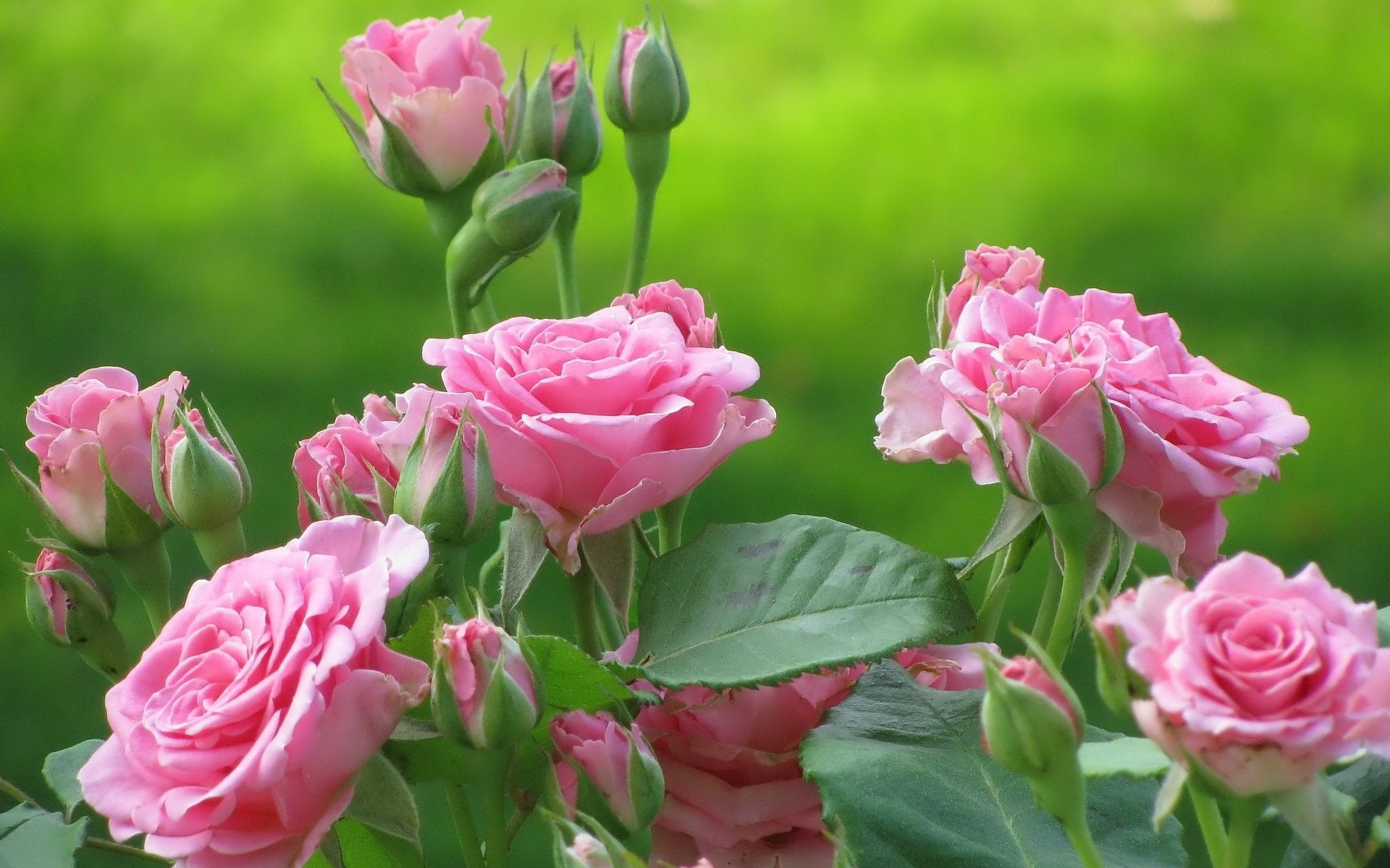 flowerbed, 1080P, flowering plant, flowers, red, inflorescence, plant, growth, outdoors, day, pink Color, multi Colored, leaf, tulip, petal, formal Garden, HD Wallpaper