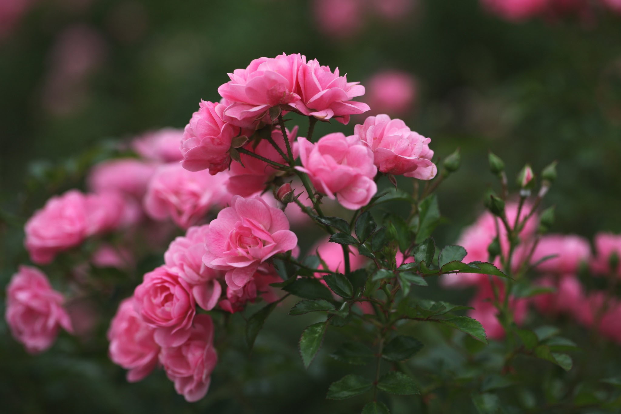 day, roses, backgrounds, outdoors, blur, decoration, vulnerability, plant, blossom, selective focus, gardening, freshness, petal, fragility, no People, HD Wallpaper