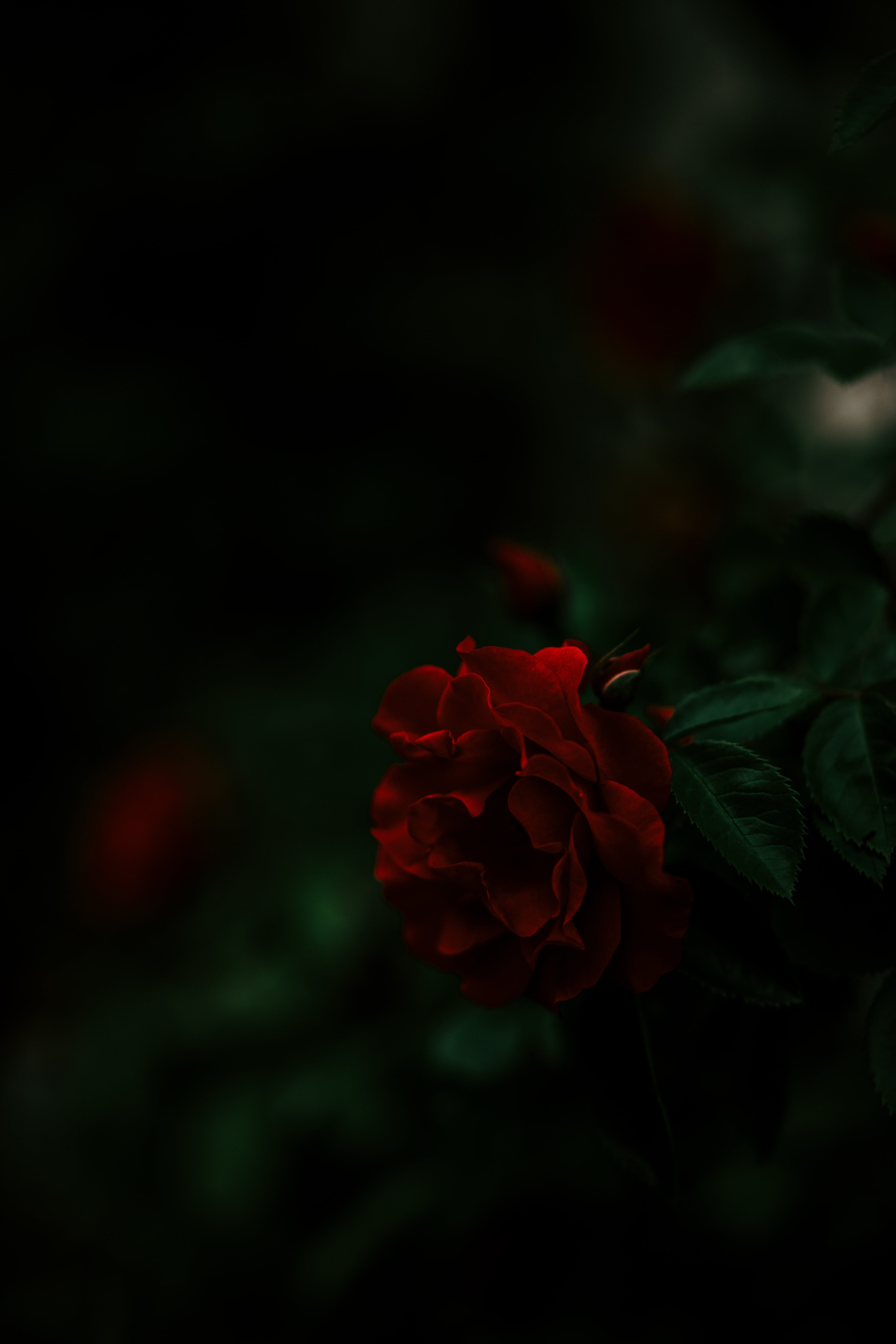 fragility, plant, plant part, no people, red, dark, beauty in nature, flower, close-up, freshness, nature, 5K, black background, leaf, rose wine, rose - flower, Phone HD Wallpaper