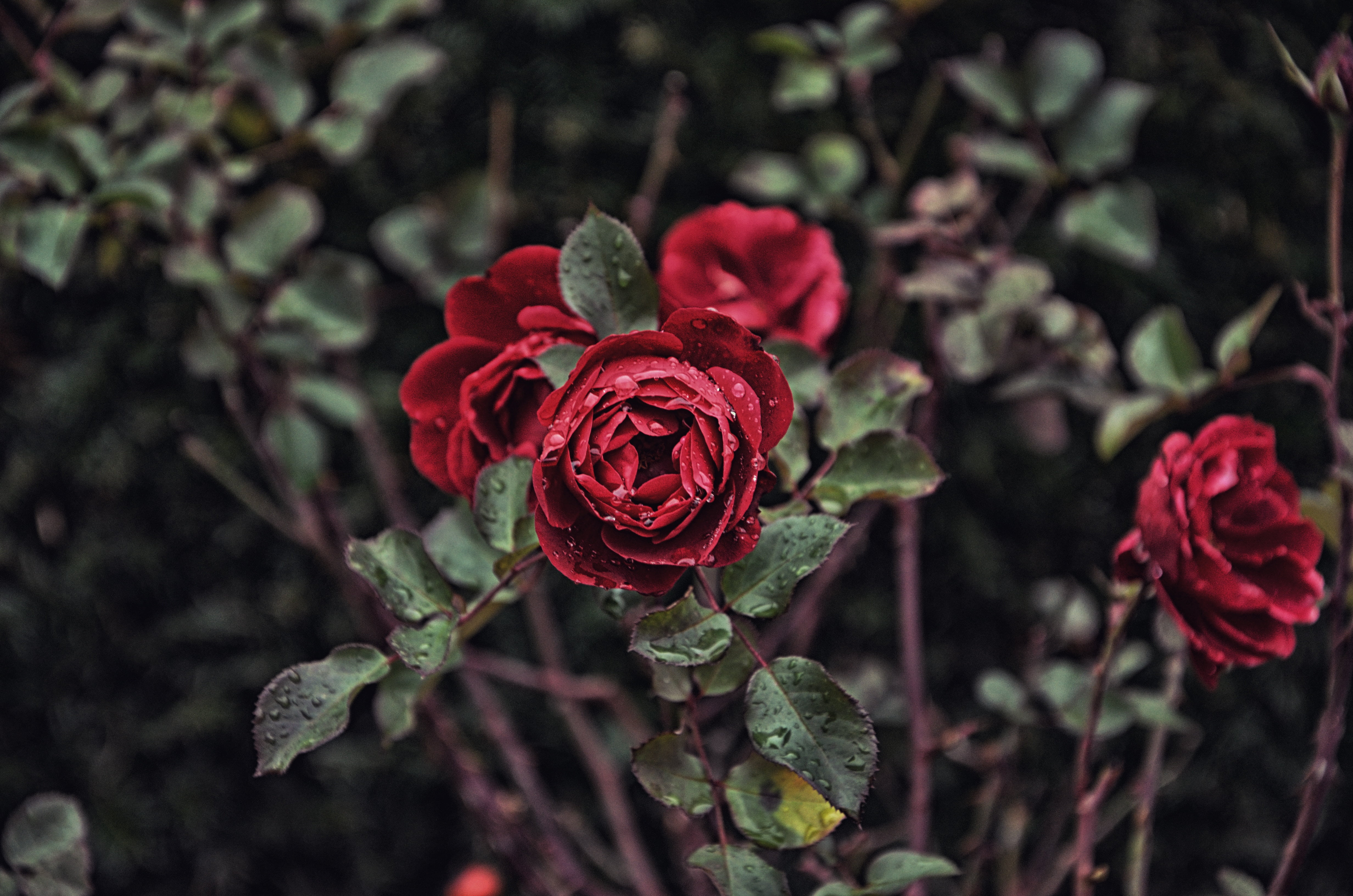 4K, roses, blur, vulnerability, petal, rose, leaf, day, no People, summer, focus on foreground, celebration, plant, flower, fragility, gift, bouquet, focus, HD Wallpaper