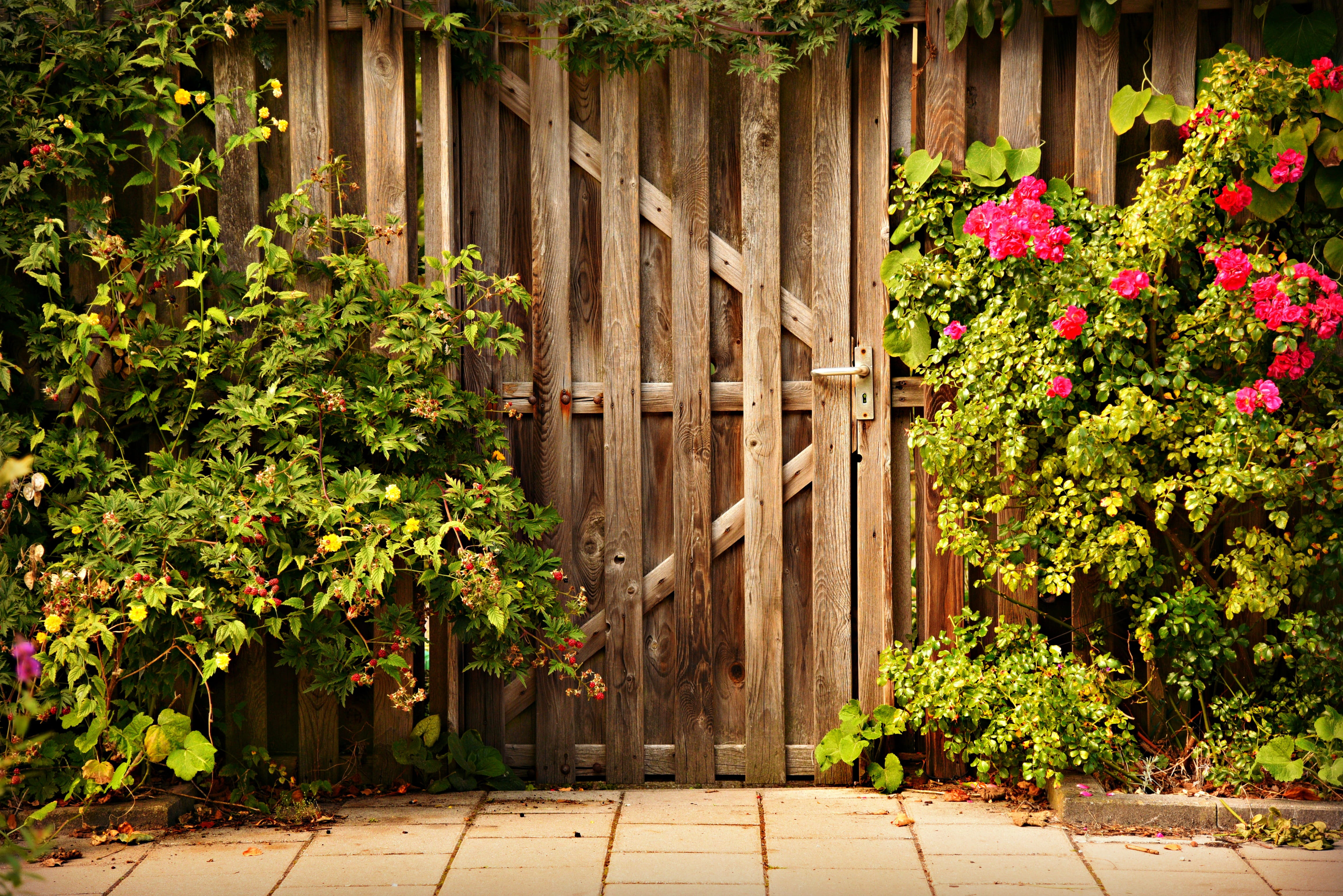 growth, architecture, pavement, back entrance, flowerbed, outdoors, flower, rose bush, sunlight, entry, boundary, flowering plant, footpath, no people, HD Wallpaper