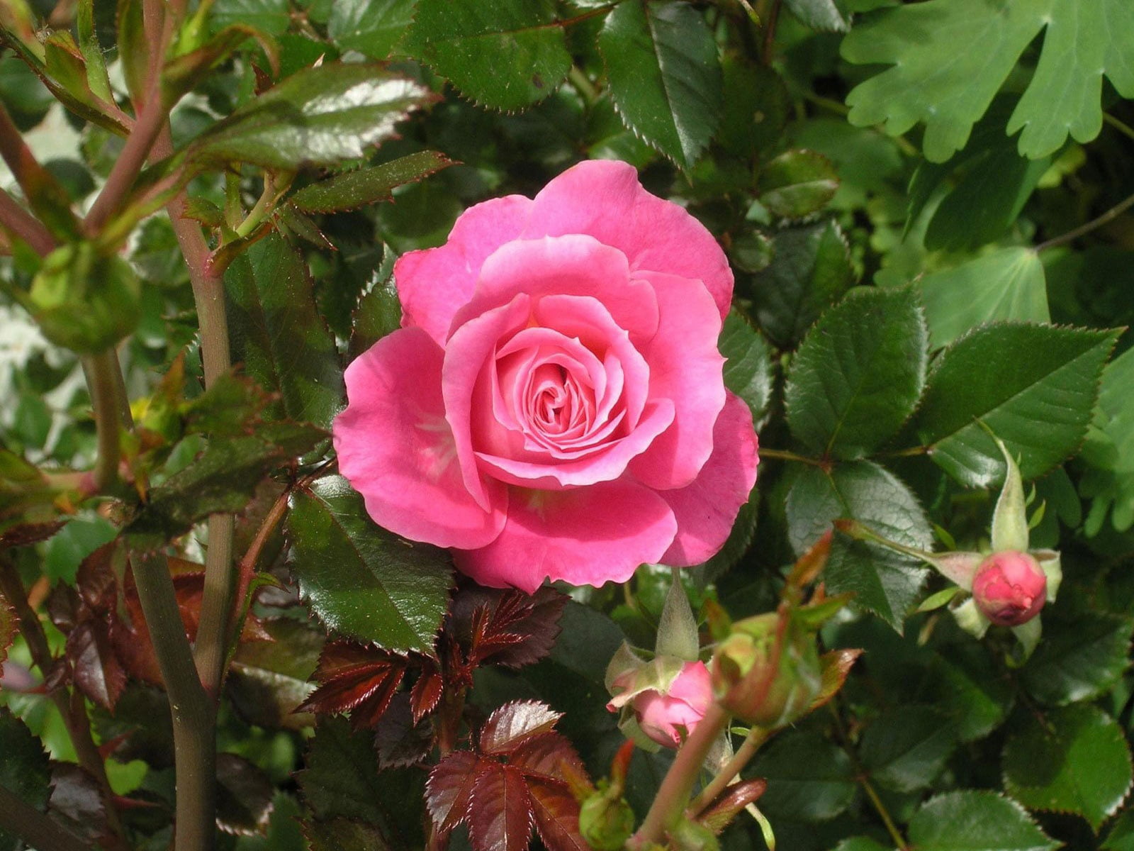 leaf, single Flower, bouquet, flower, pink Color, plant, no people, vulnerability, botany, close-up, nature, outdoors, hybrid, red, beauty In Nature, romance, HD Wallpaper