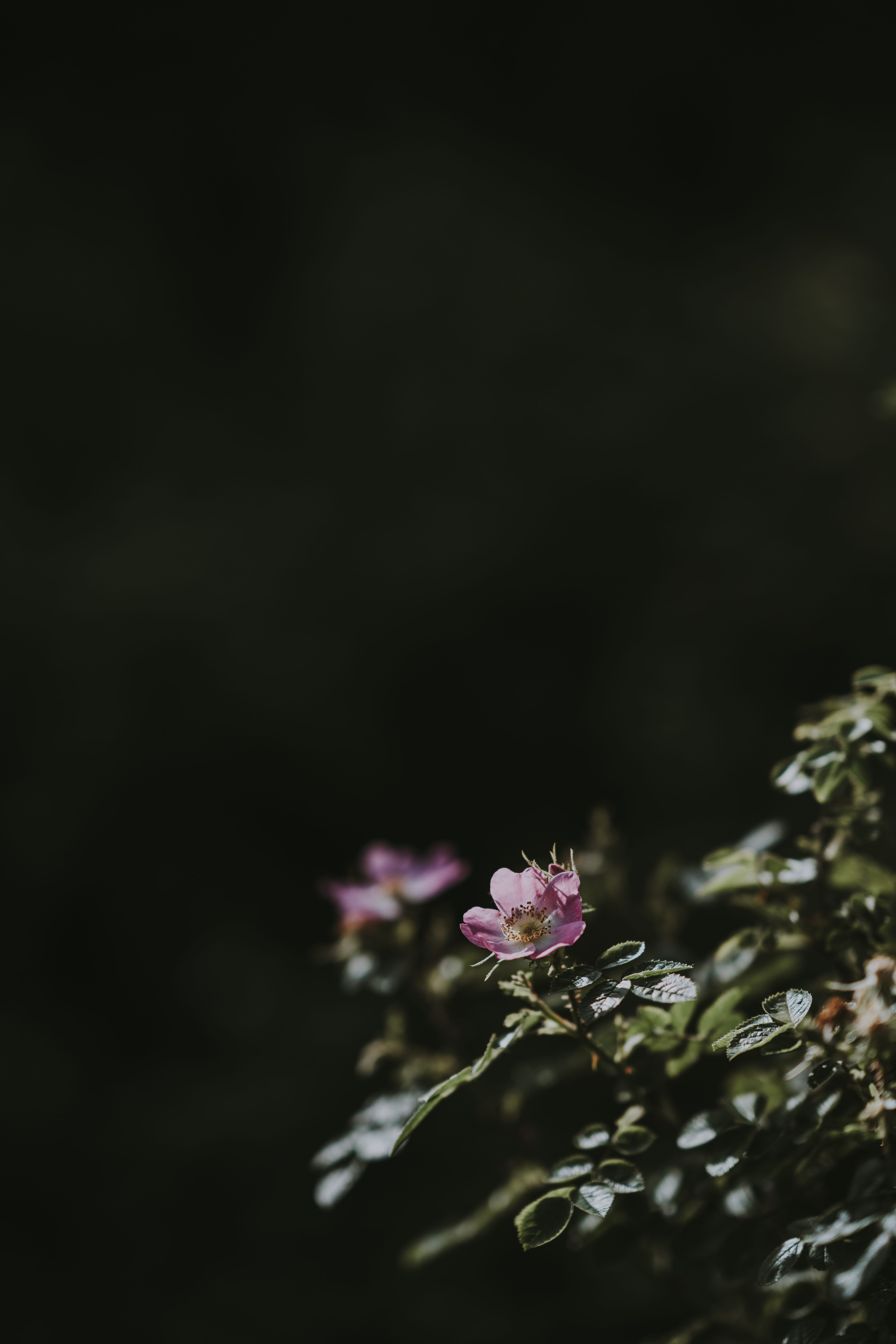 purple, bush, pink rose, rose, no people, nature, beach, photography, flowering plant, beauty in nature, minimal, pink, outdoors, leaves, garden, vulnerability, Phone HD Wallpaper