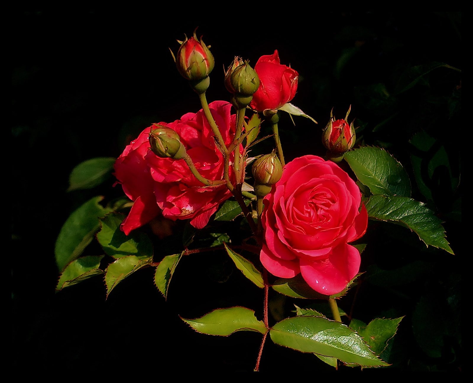 flowers, green Color, bouquet, flowering plant, pink color, no people, fragility, inflorescence, rose, leaf, plant, decoration, love, beauty In Nature, HD Wallpaper
