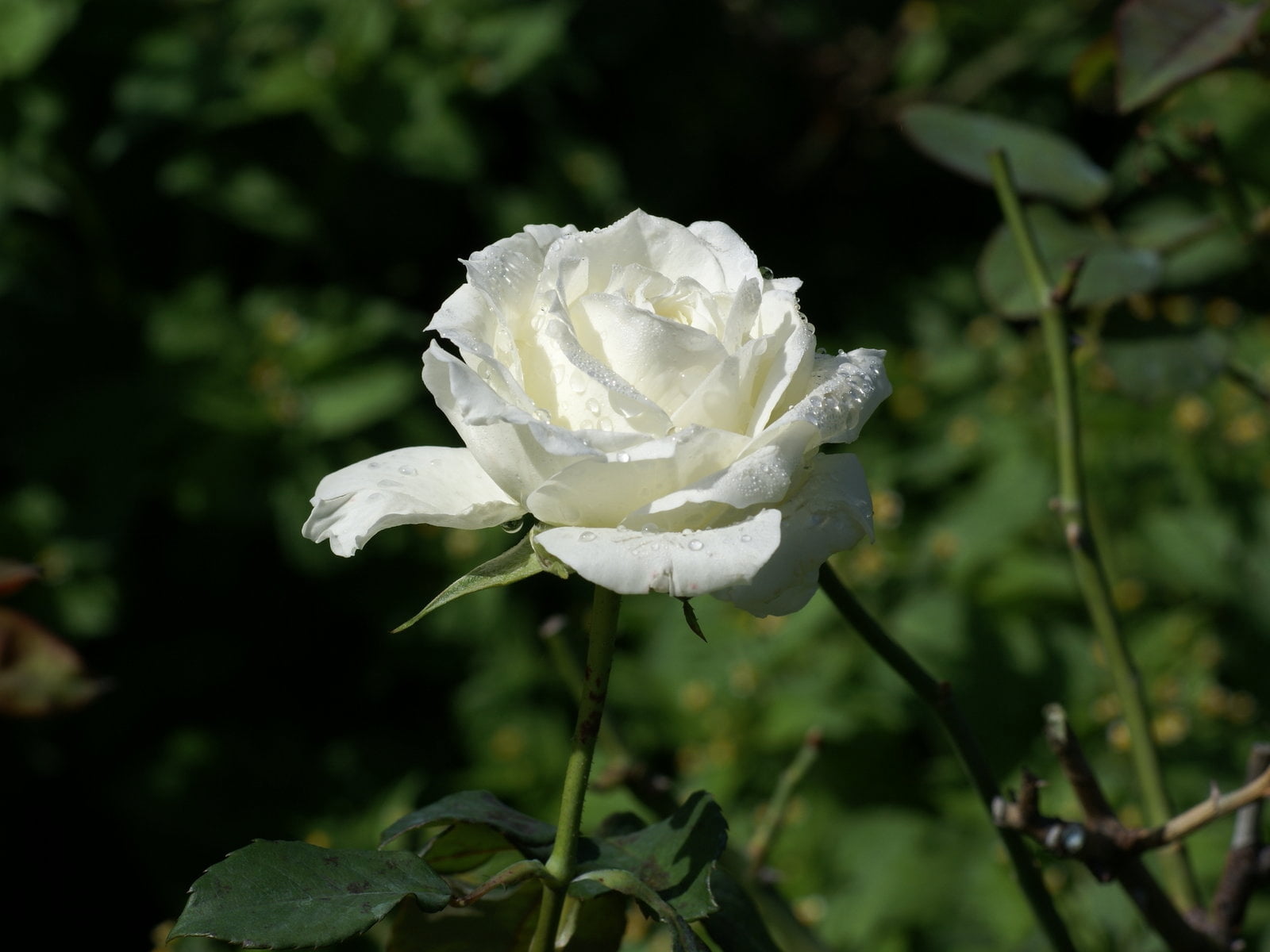 springtime, beauty In Nature, macro, garden, herbs, drops, white color, inflorescence, blossom, flower, vulnerability, dew, rose, freshness, 720P, summer, HD Wallpaper
