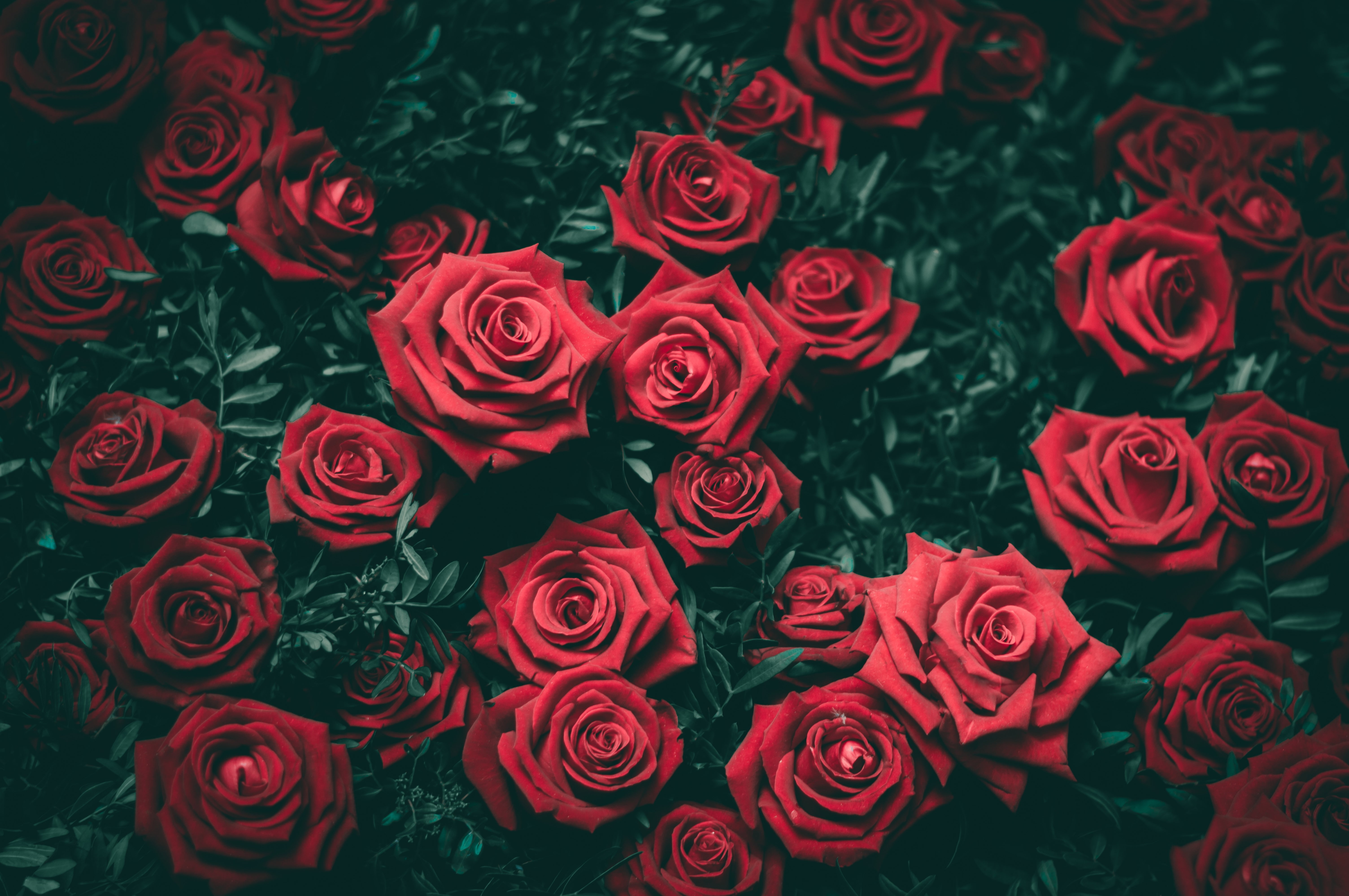 flower arrangement, plant, rose, freshness, flower, flowering plant, fragility, floral pattern, beauty in nature, high angle view, 5K, Buds, nature, rose - flower, HD Wallpaper