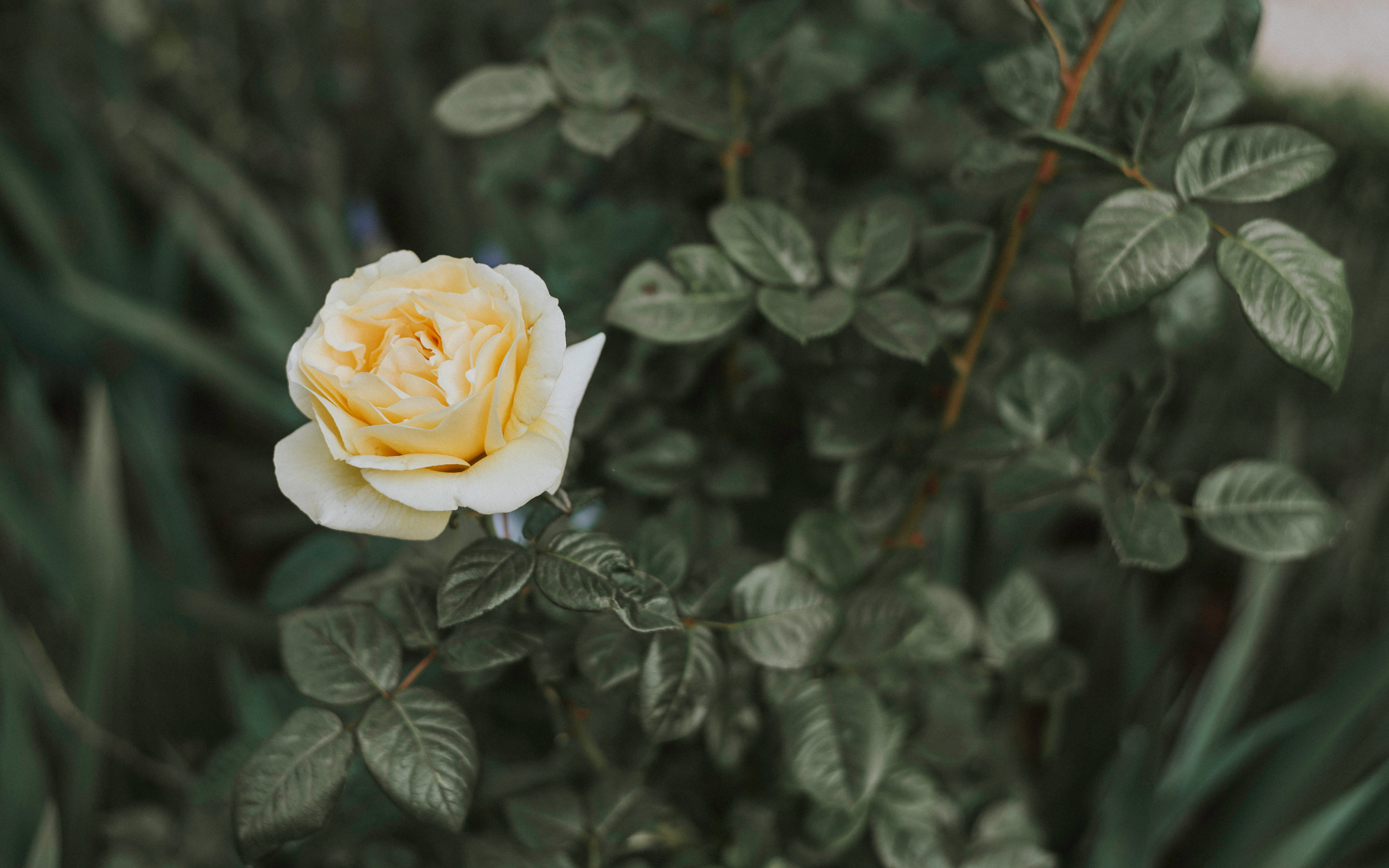 no people, inflorescence, white, rose - Flower, focus, fragility, botany, plant part, nature, yellow, backgrounds, flowering plant, macro, springtime, gift, HD Wallpaper