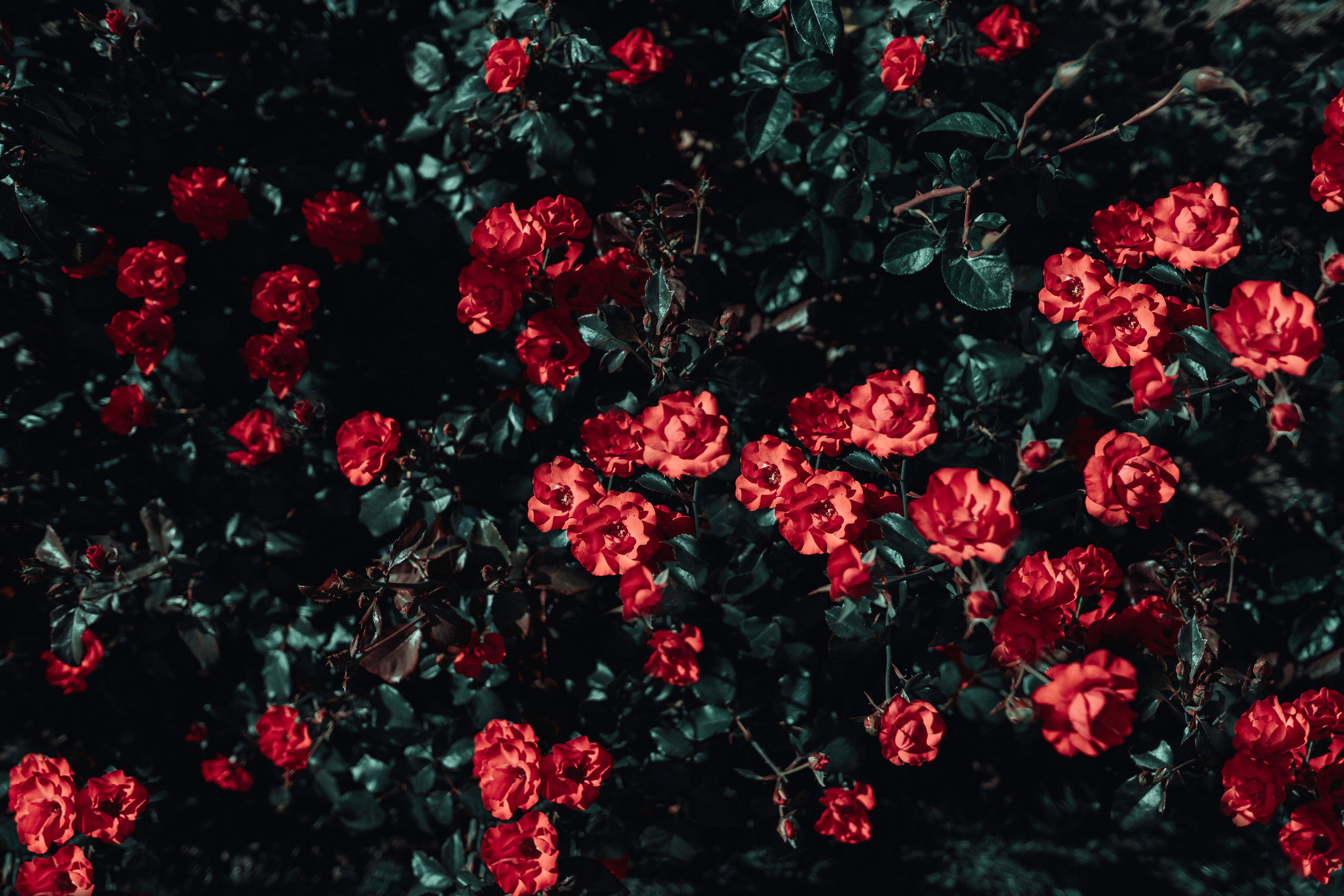 flowers, beauty in nature, blossom, garden, full frame, plant, roses, spring, freshness, petal, sunlight, vulnerability, nature, red, backgrounds, bush, HD Wallpaper